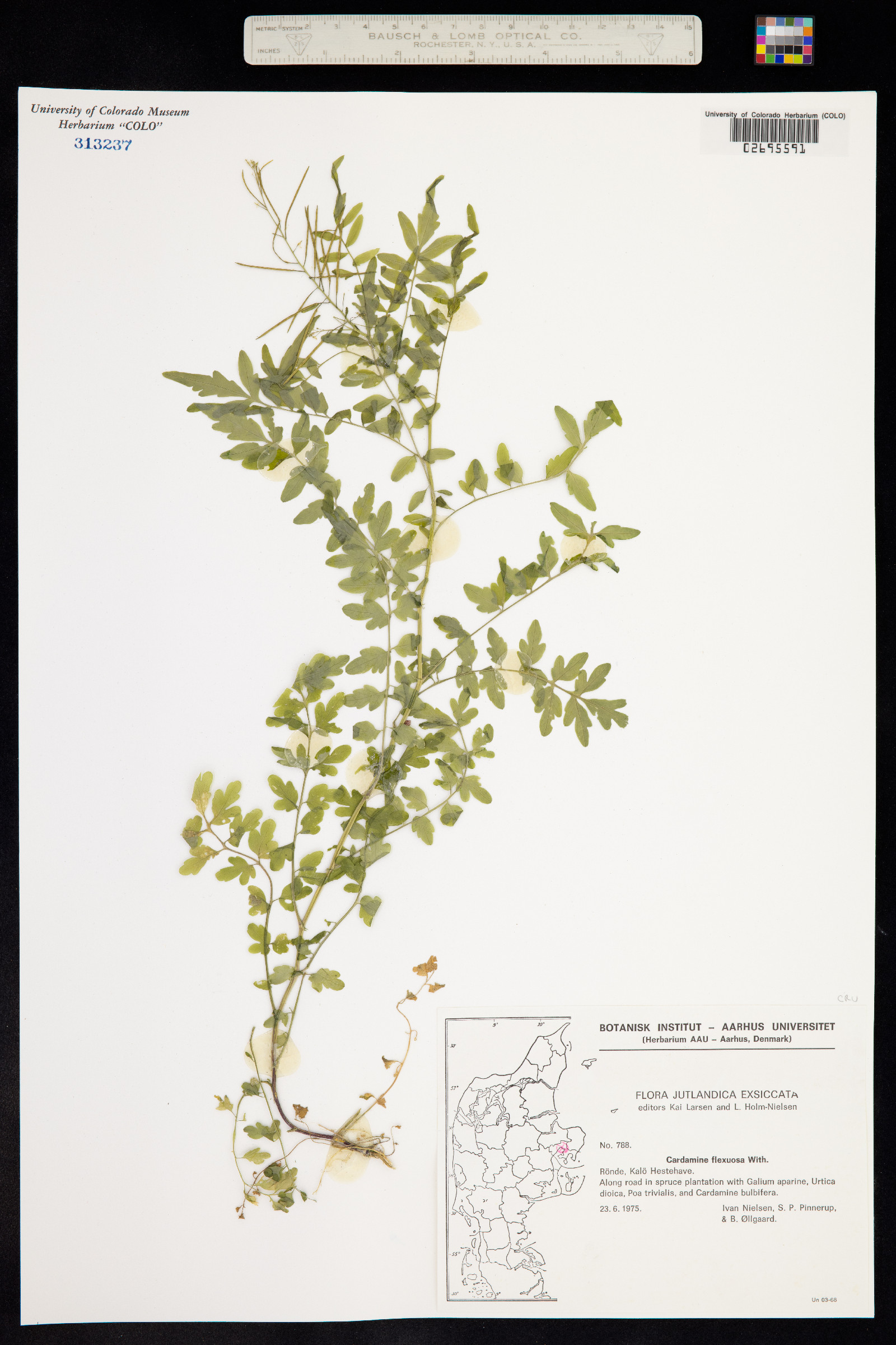Cardamine flexuosa image