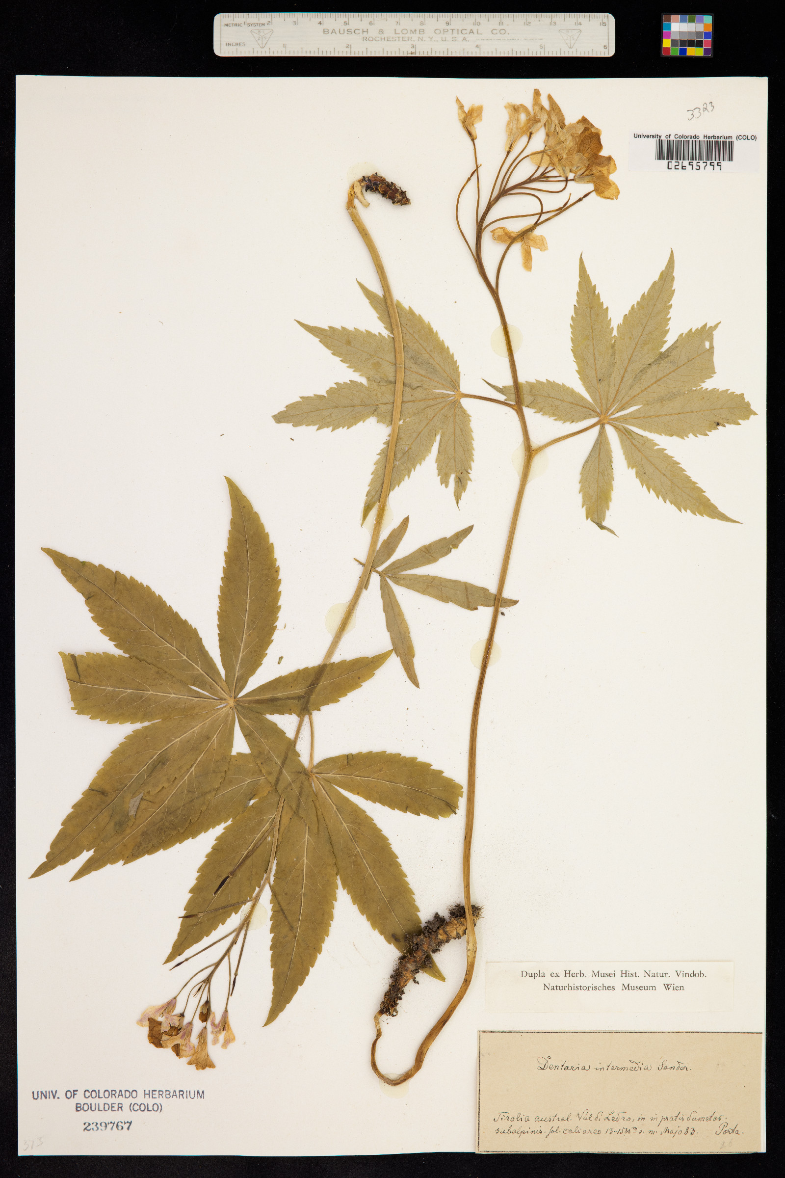 Cardamine pentaphyllos image