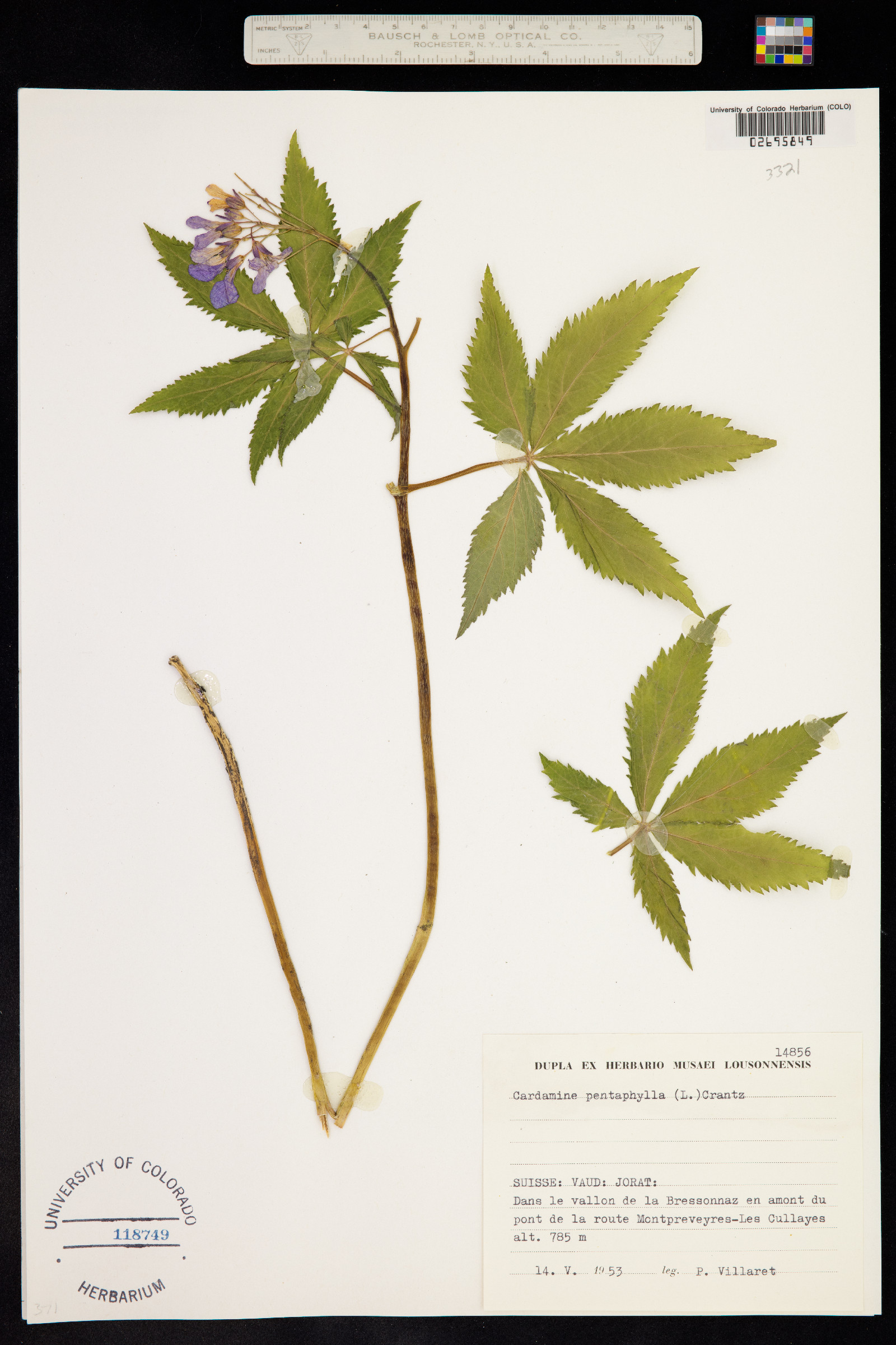 Cardamine pentaphyllos image