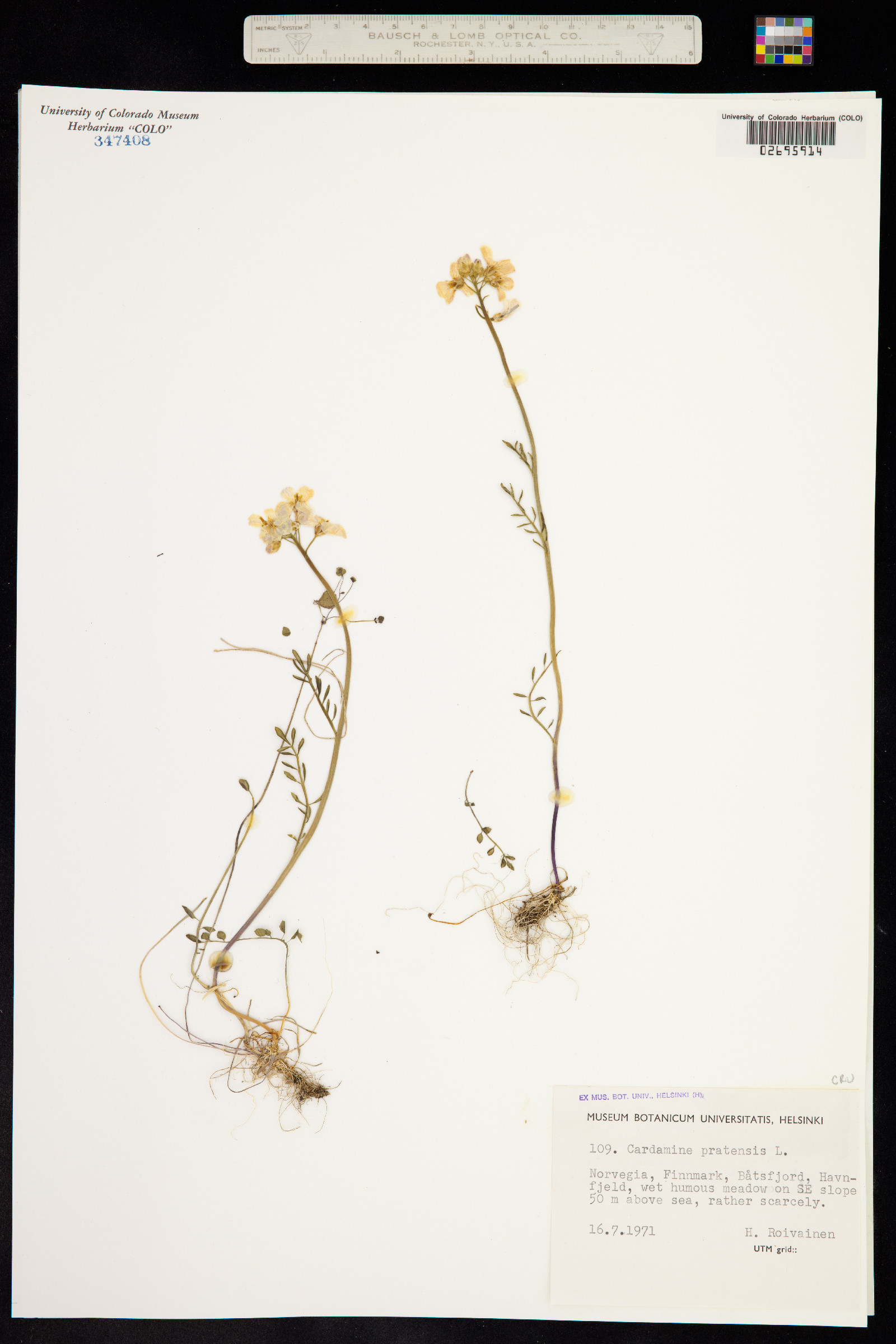 Cardamine pratensis image