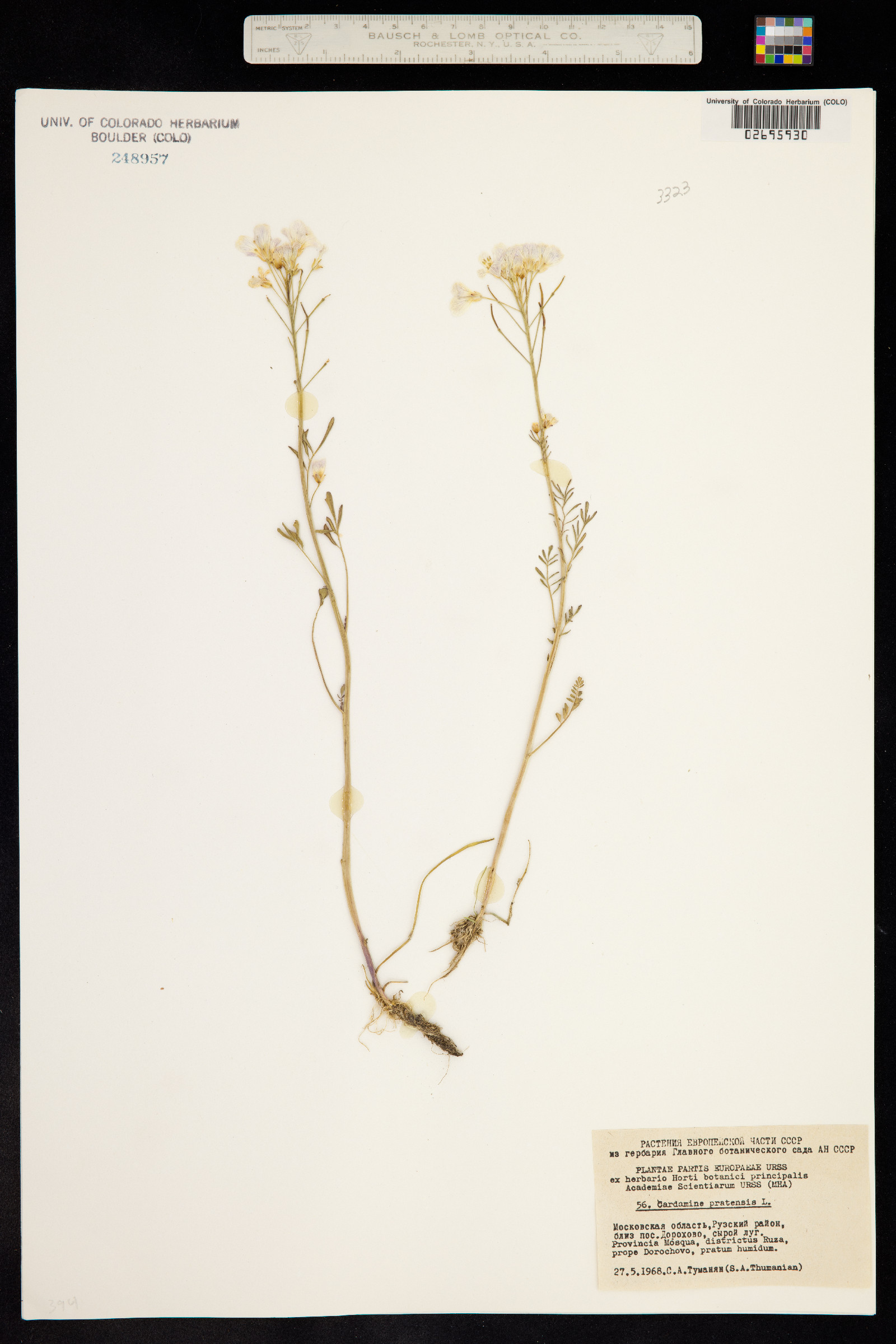Cardamine pratensis image