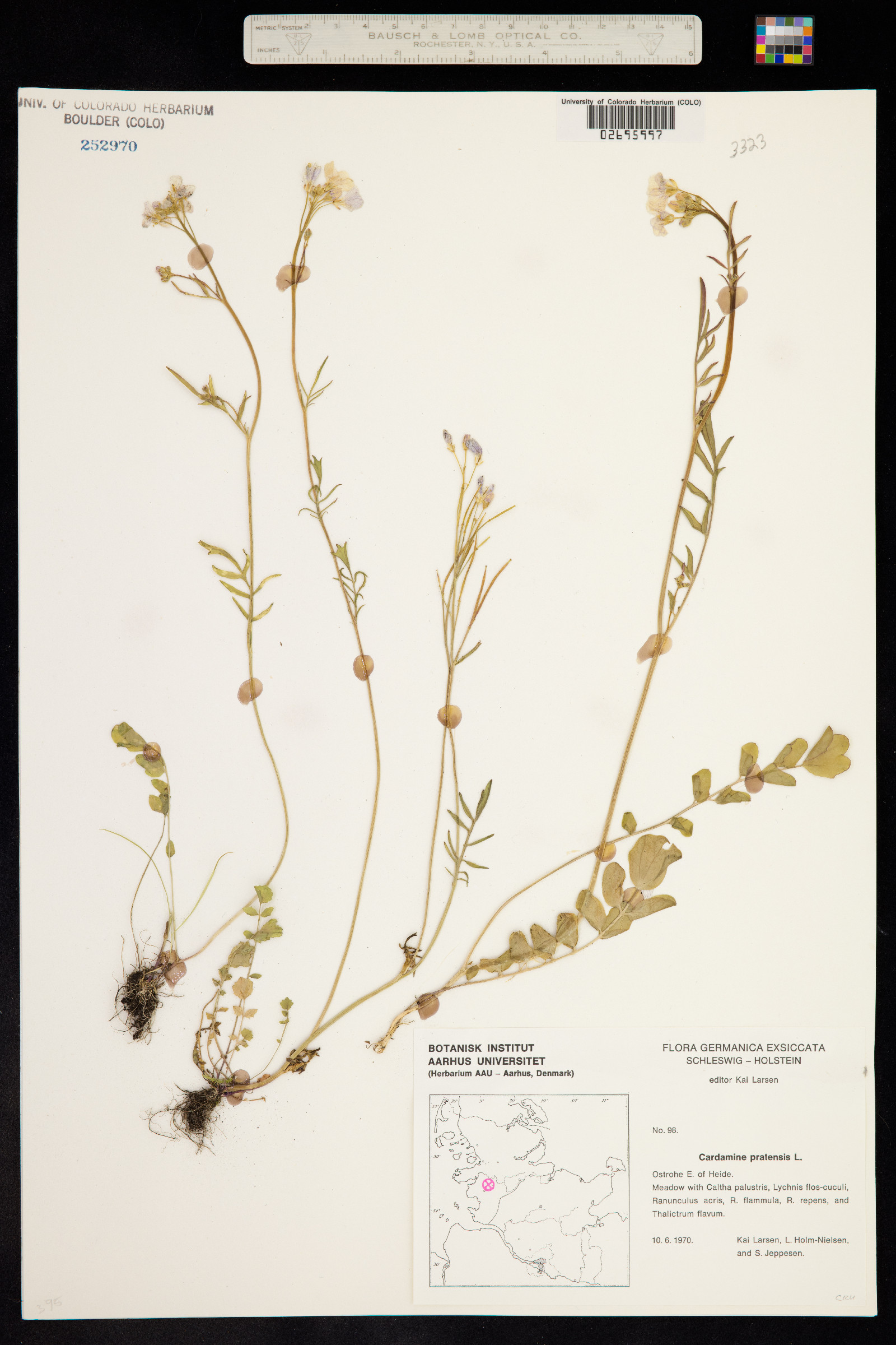 Cardamine pratensis image