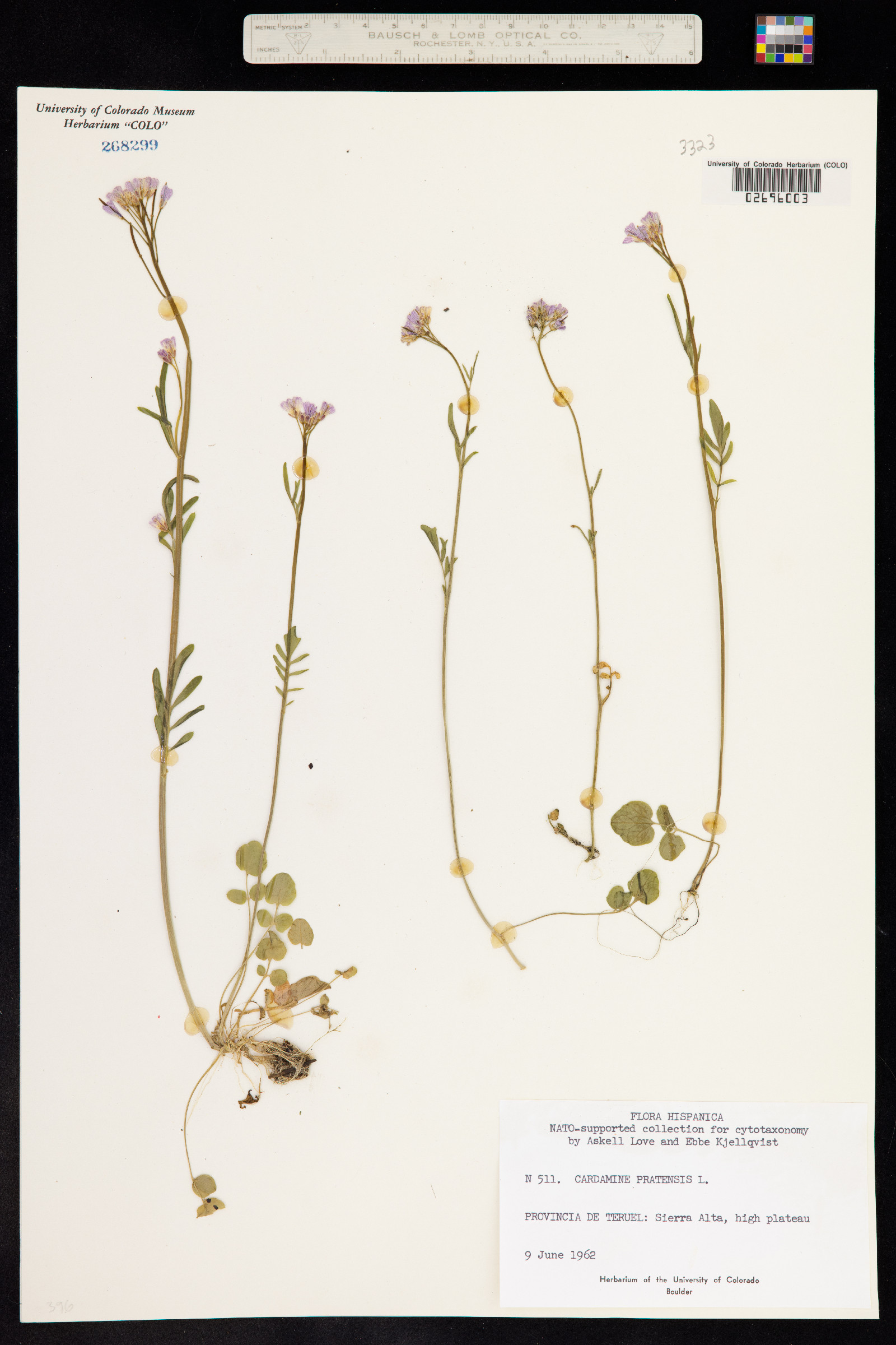 Cardamine pratensis image