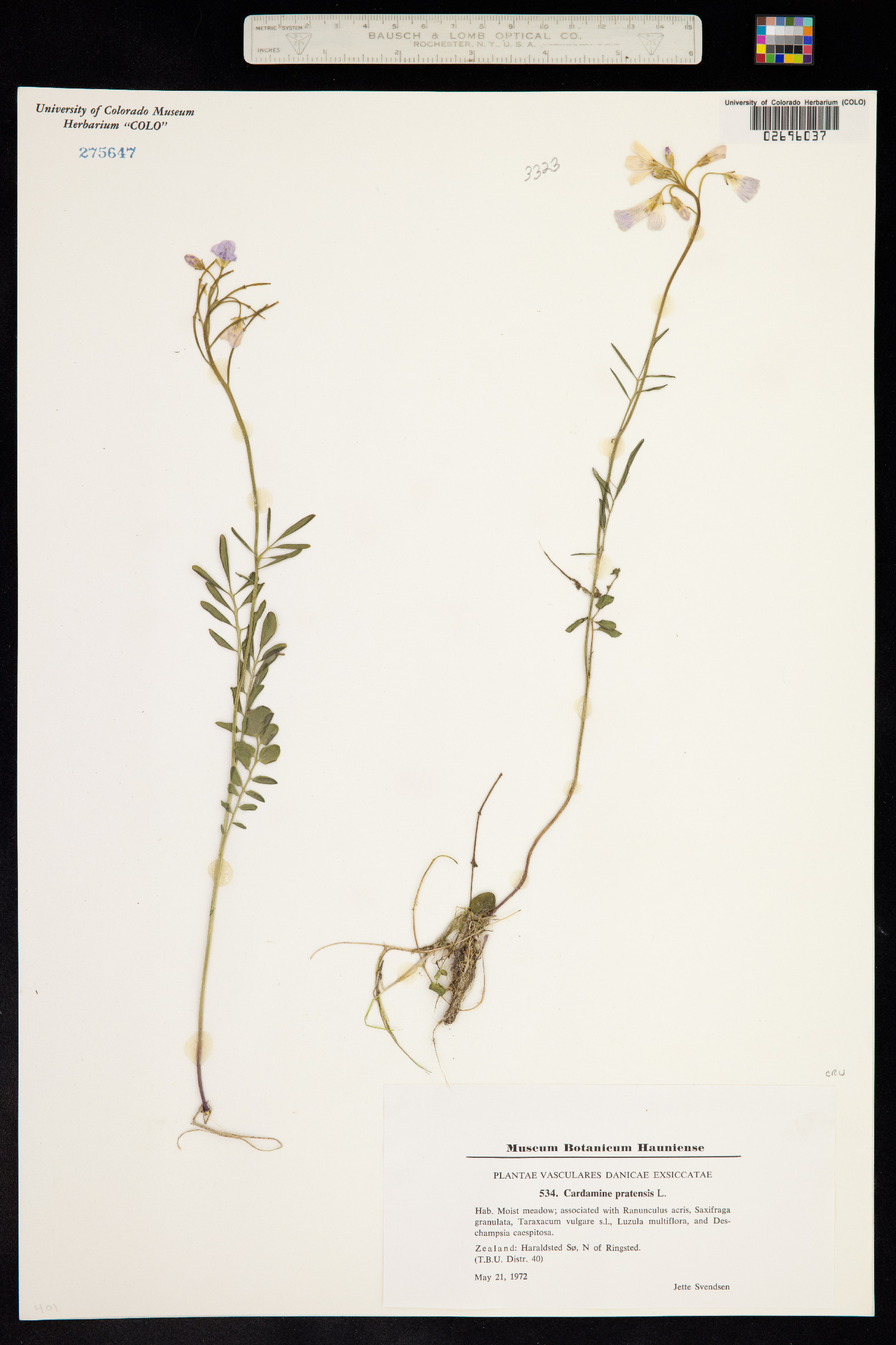 Cardamine pratensis image