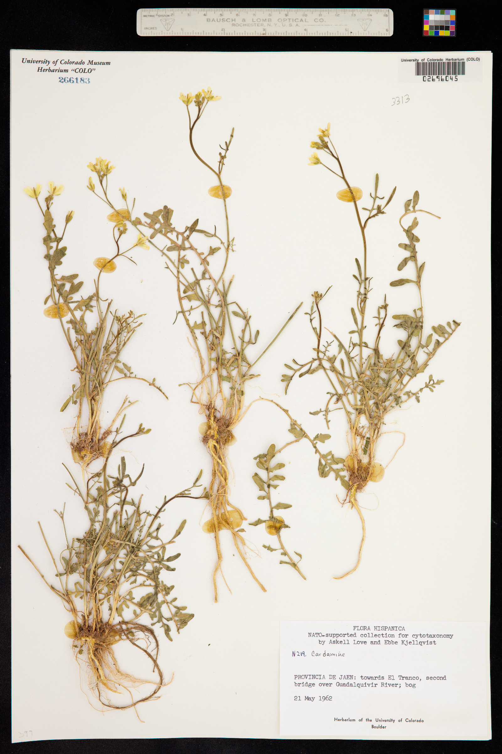 Cardamine pratensis image