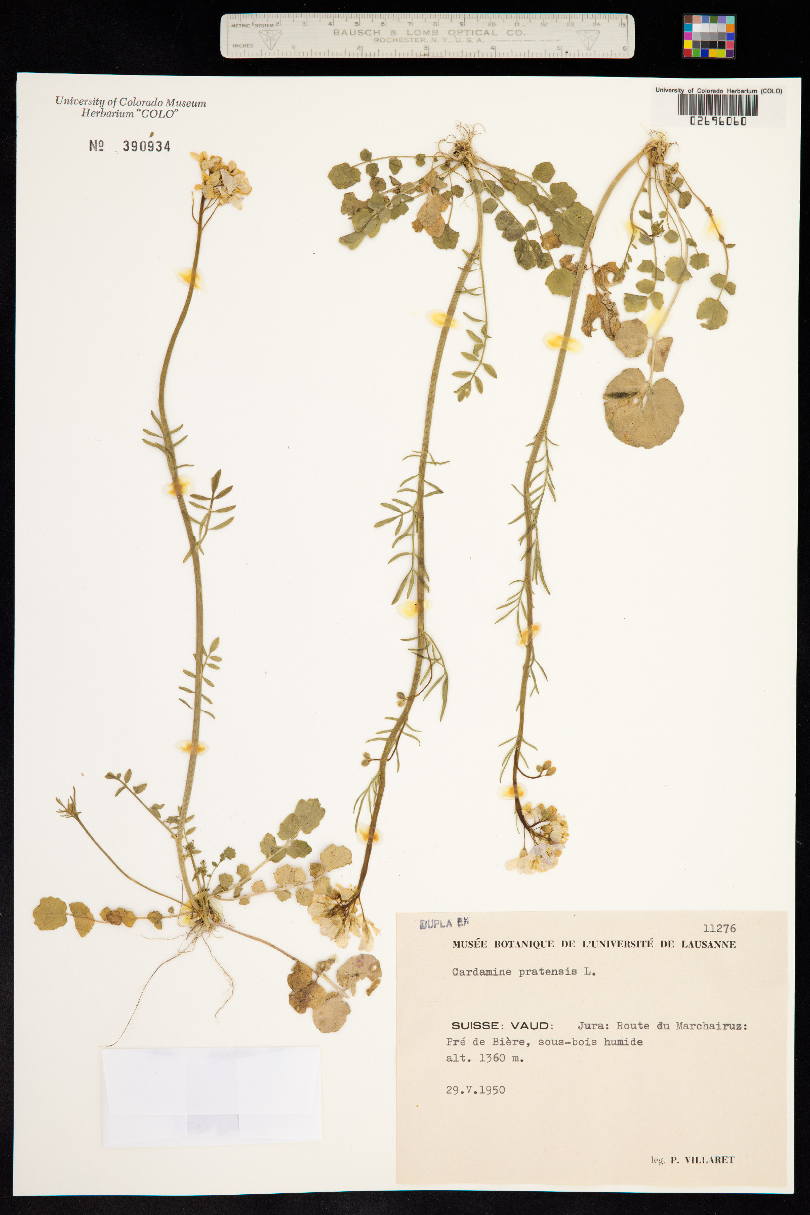 Cardamine pratensis image