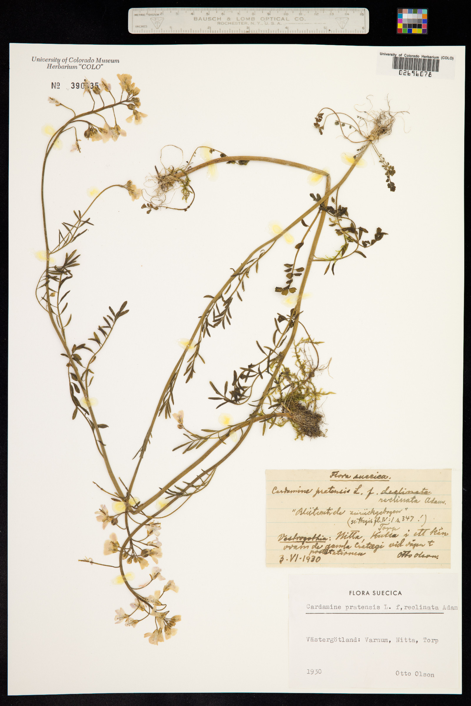 Cardamine pratensis image