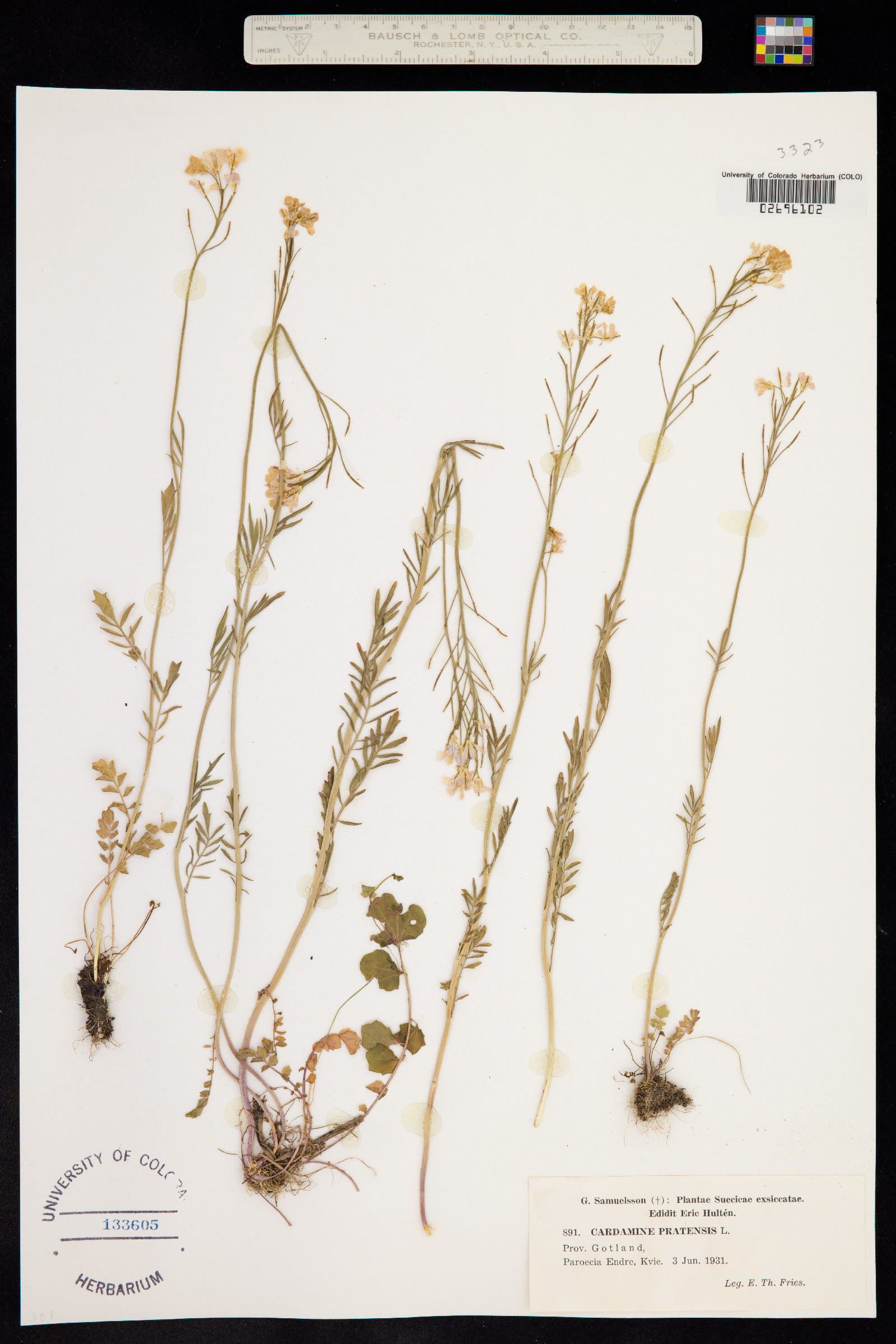 Cardamine pratensis image
