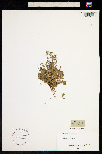 Cardamine resedifolia image
