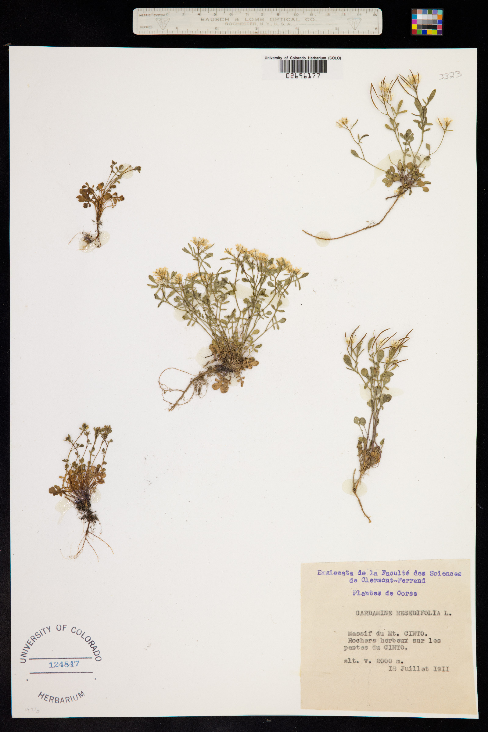 Cardamine resedifolia image