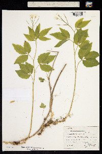 Cardamine trifolia image