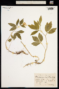 Cardamine trifolia image
