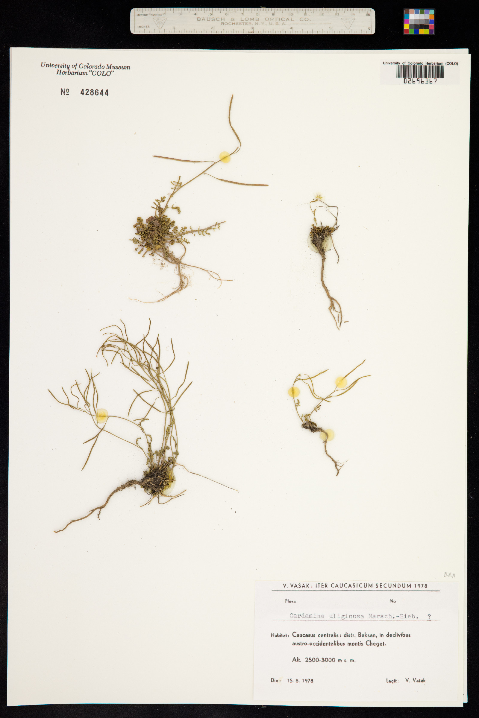 Cardamine uliginosa image