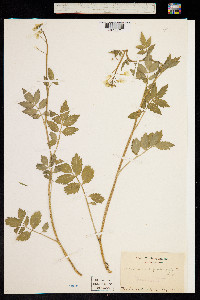 Image of Cardamine appendiculata