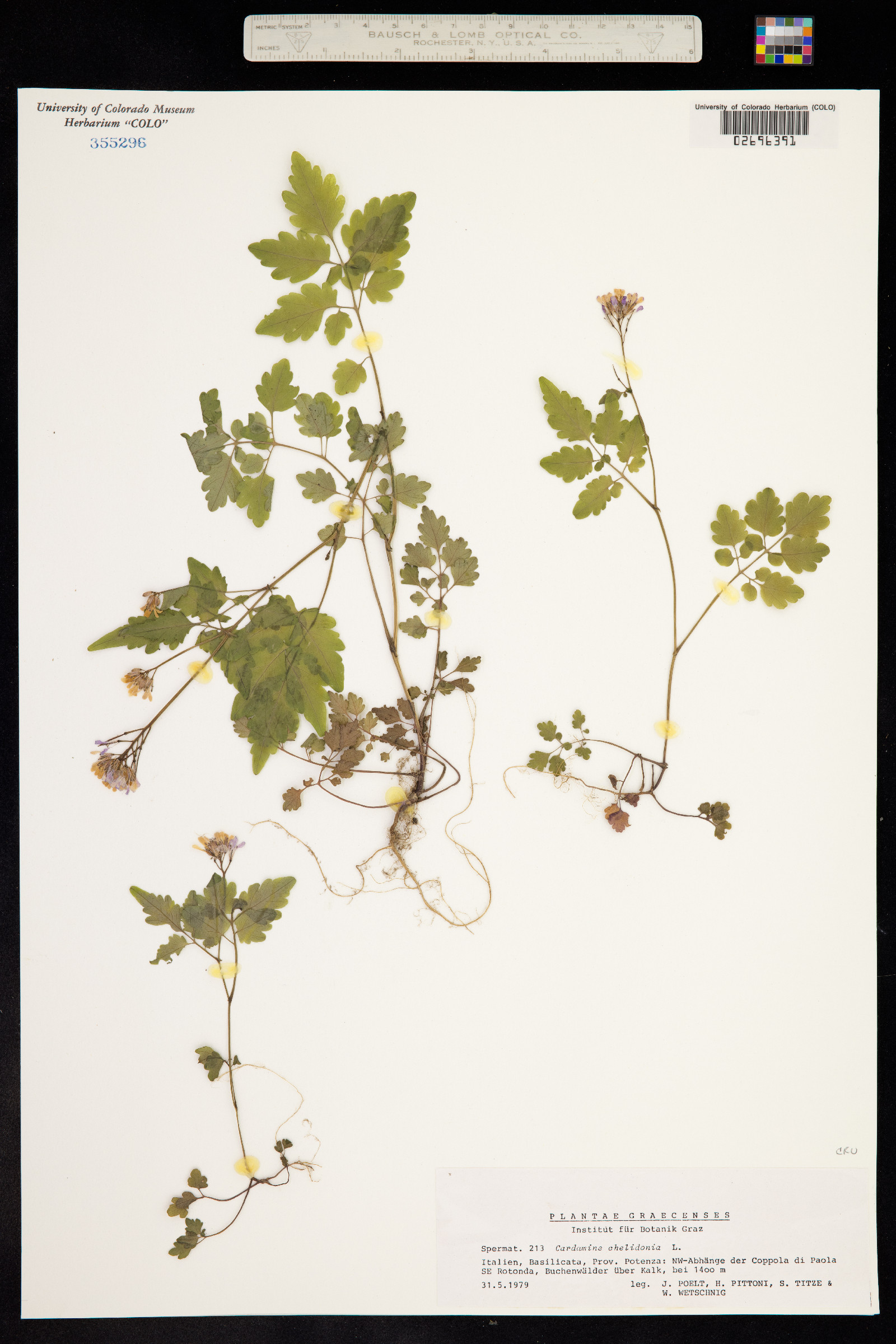 Cardamine chelidonia image