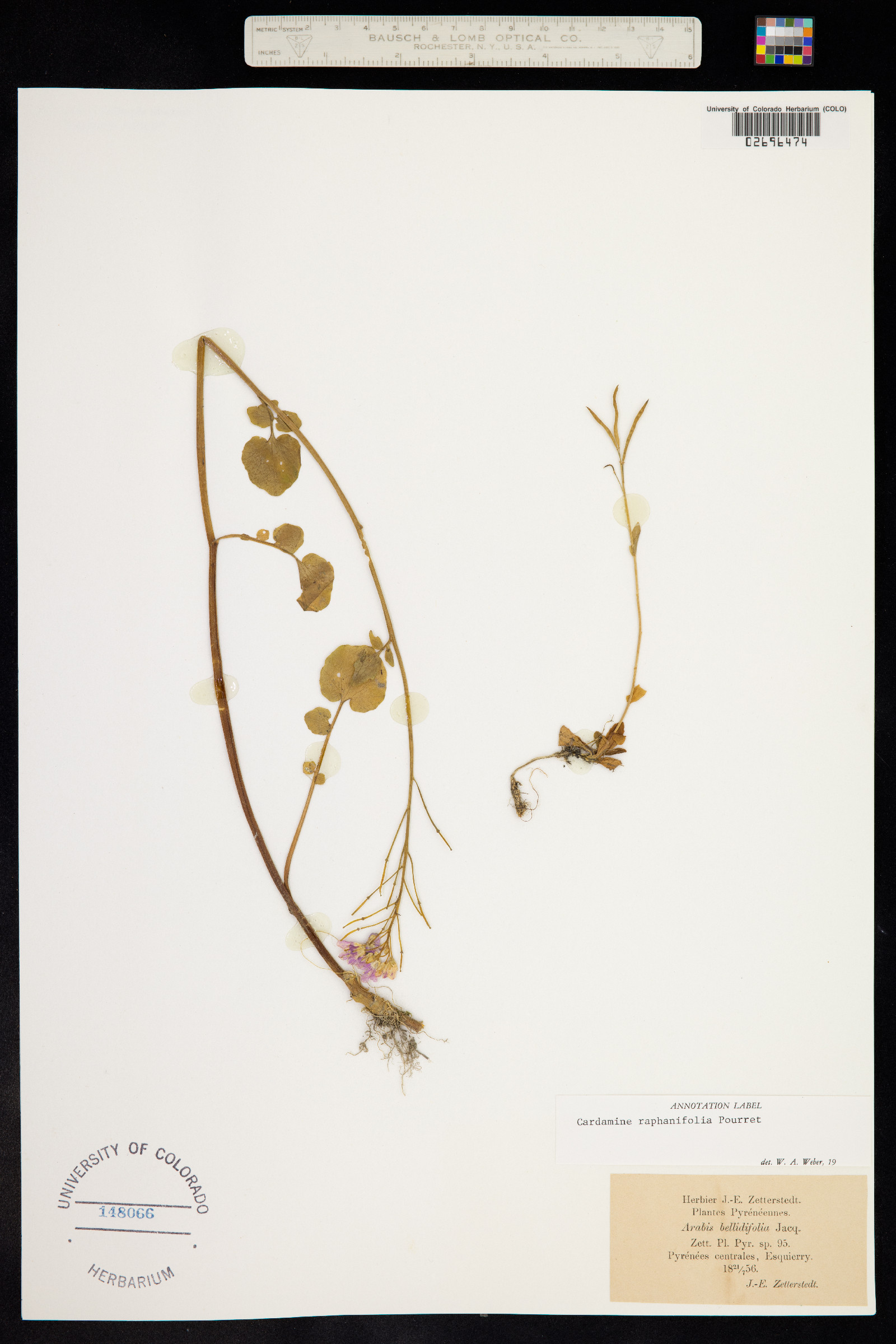 Cardamine raphanifolia image