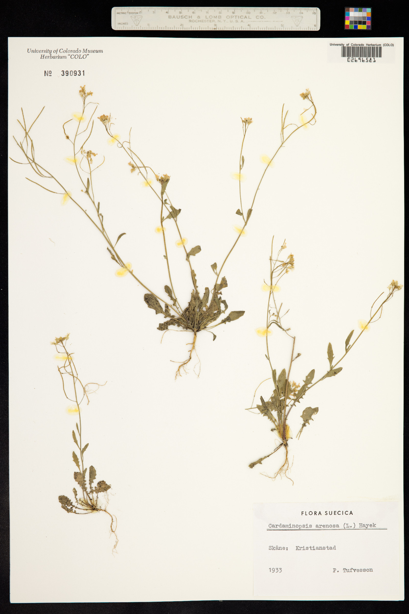 Arabidopsis arenosa image
