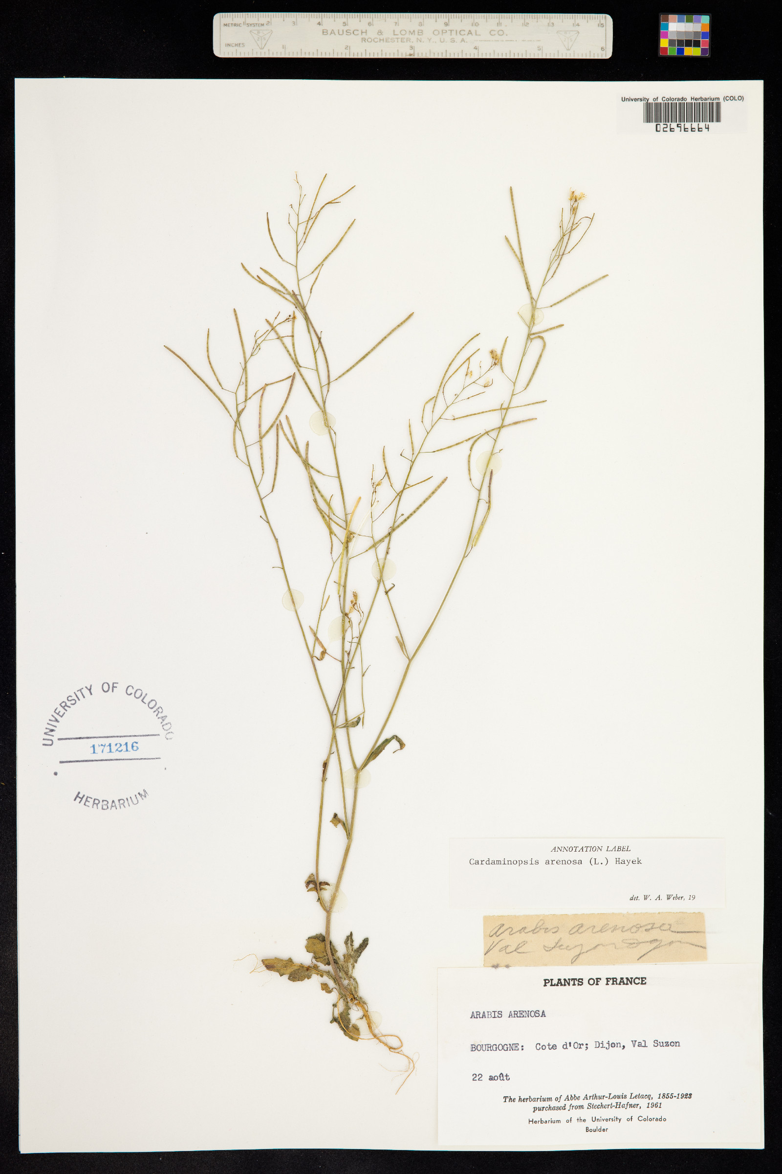 Arabidopsis arenosa image