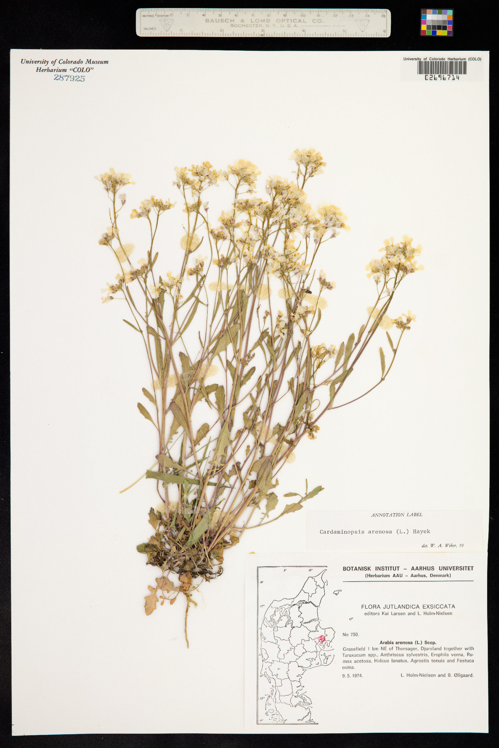Arabidopsis arenosa image
