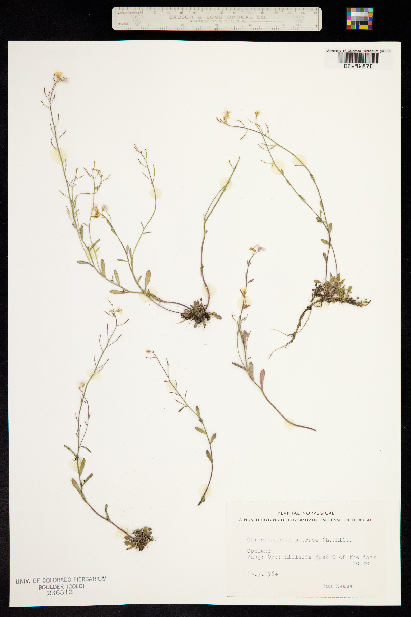 Arabidopsis lyrata image