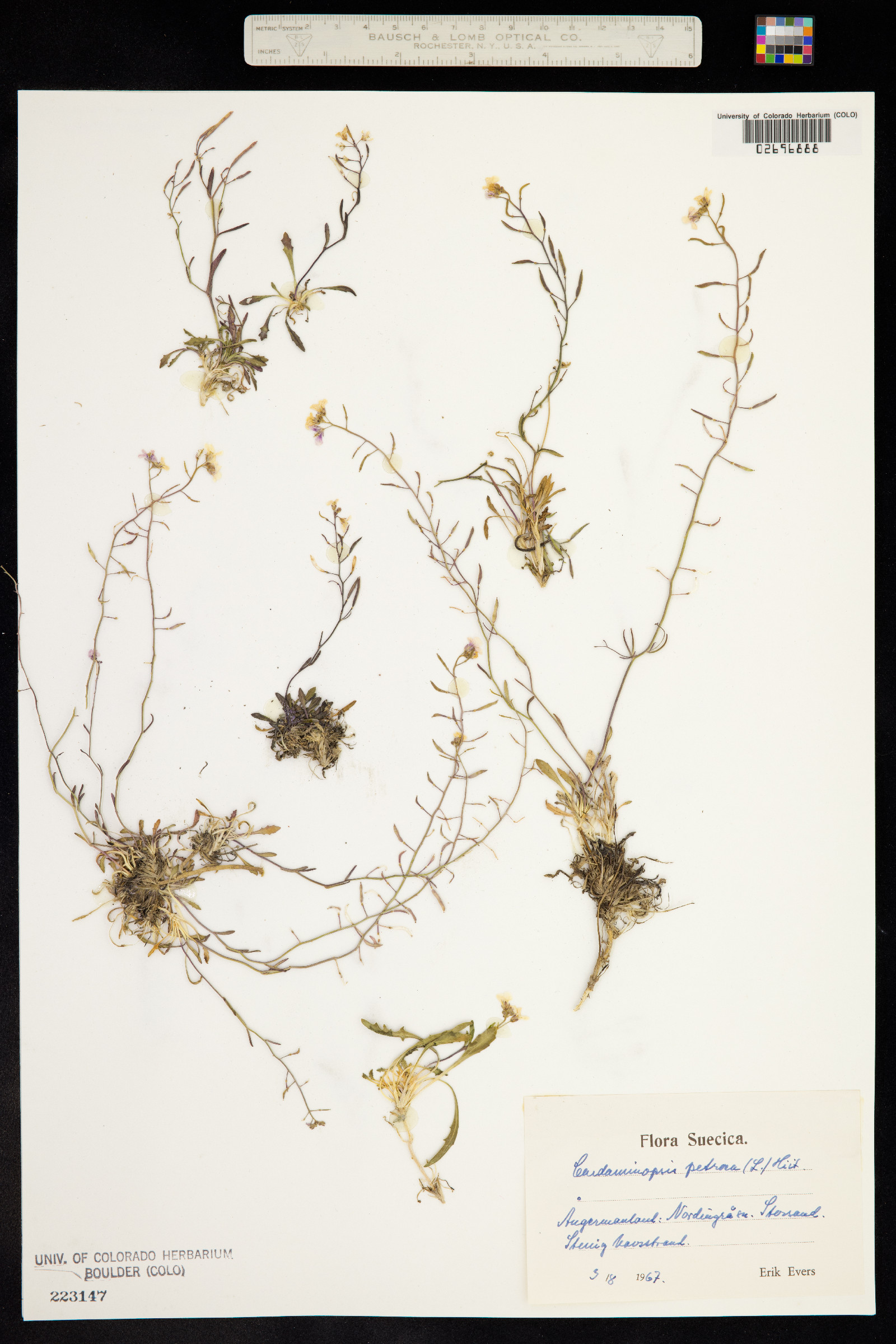 Arabidopsis lyrata ssp. petraea image