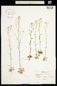 Arabidopsis suecica image