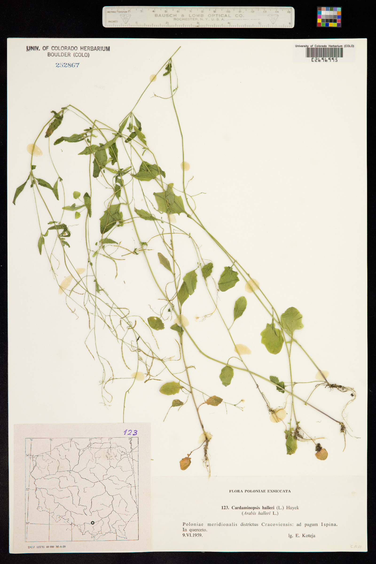 Arabidopsis halleri image