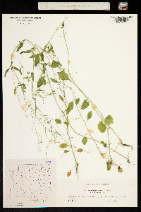 Arabidopsis halleri image