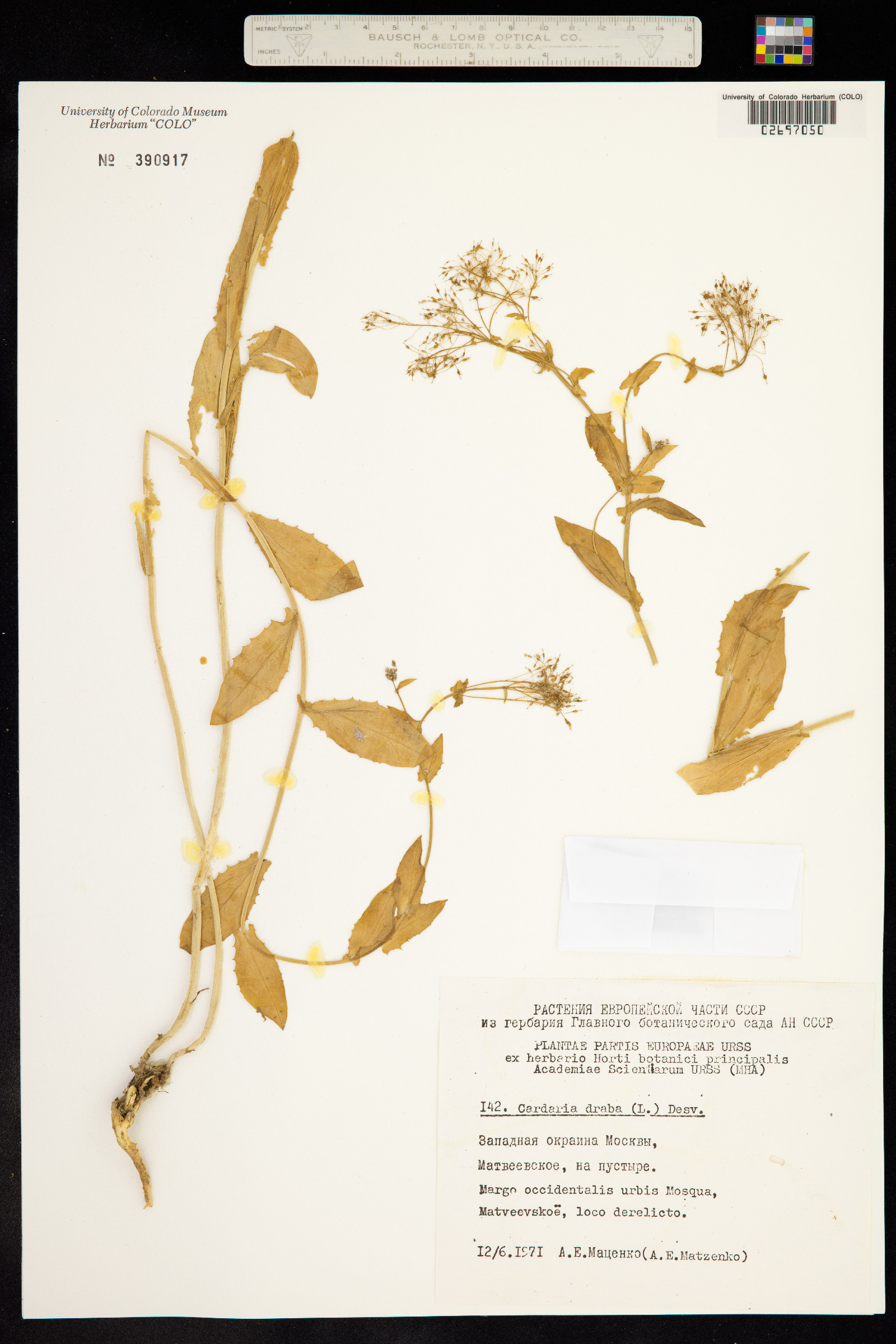 Lepidium draba image