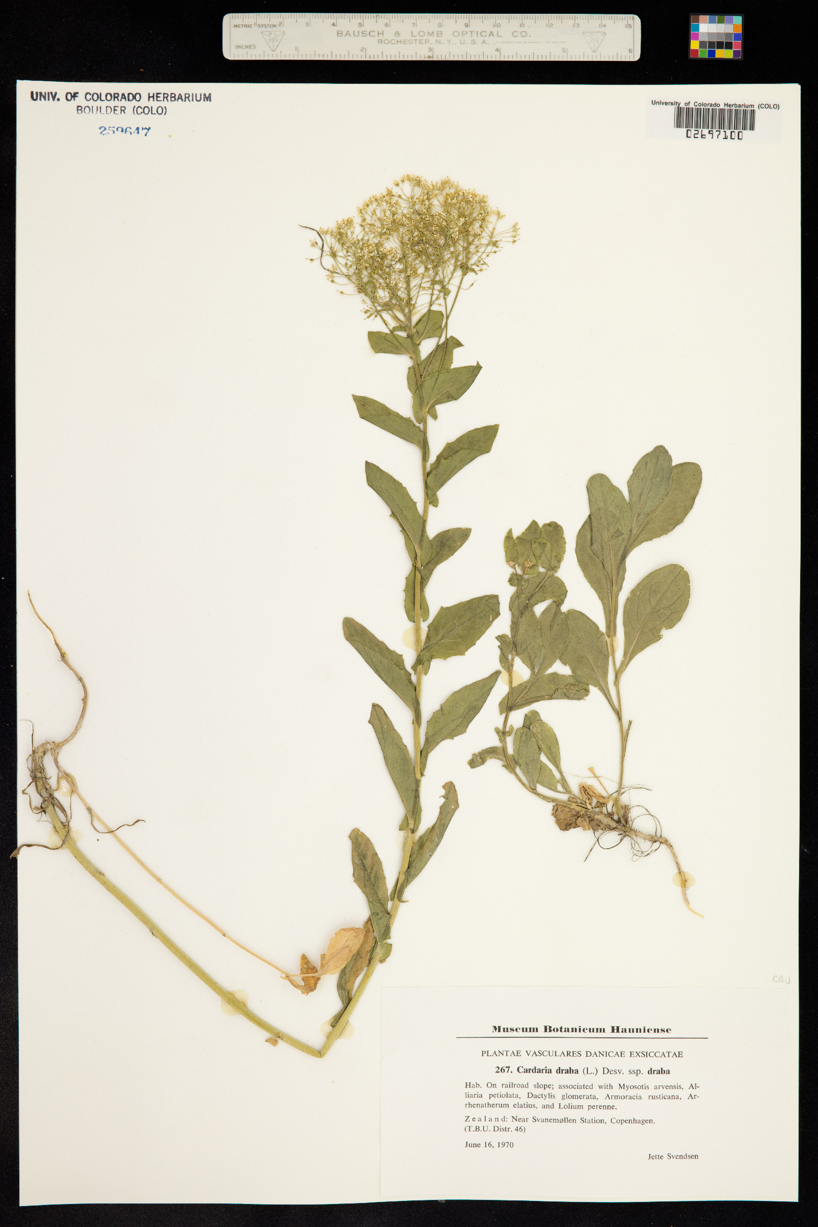 Lepidium draba image