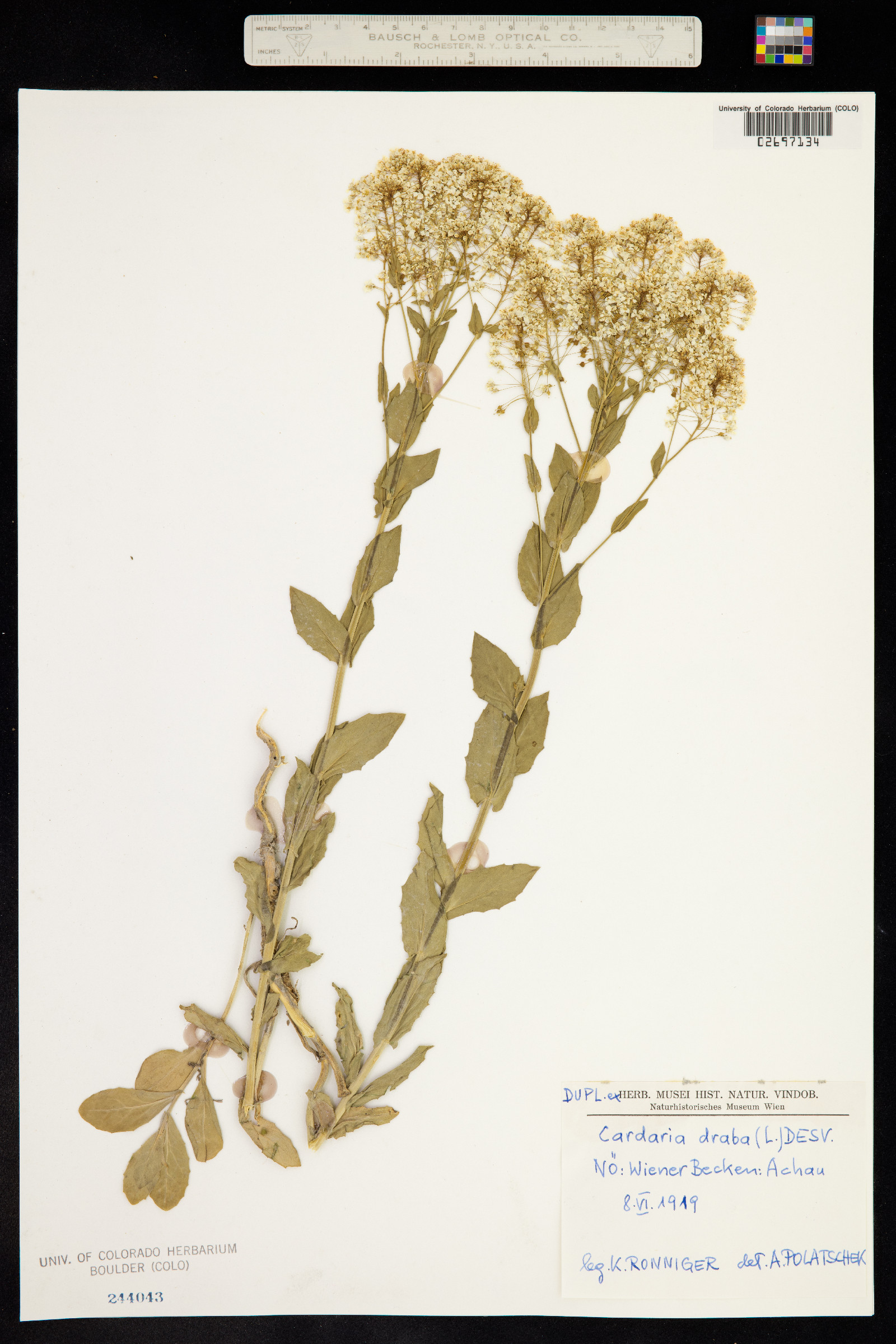 Lepidium draba image