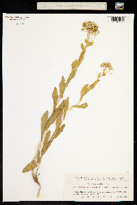 Lepidium draba image