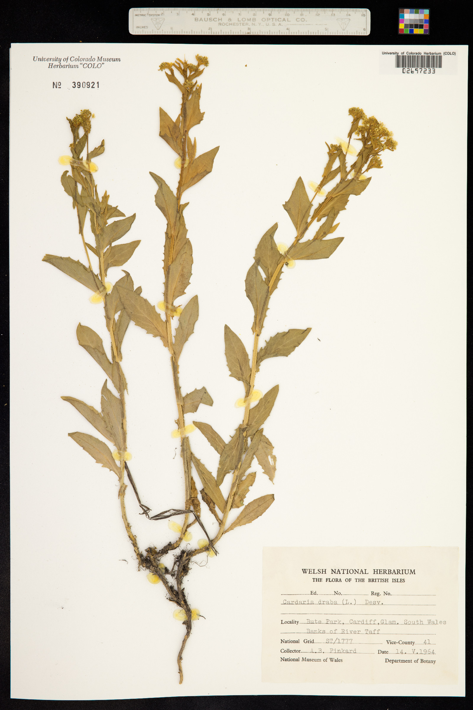 Lepidium draba image