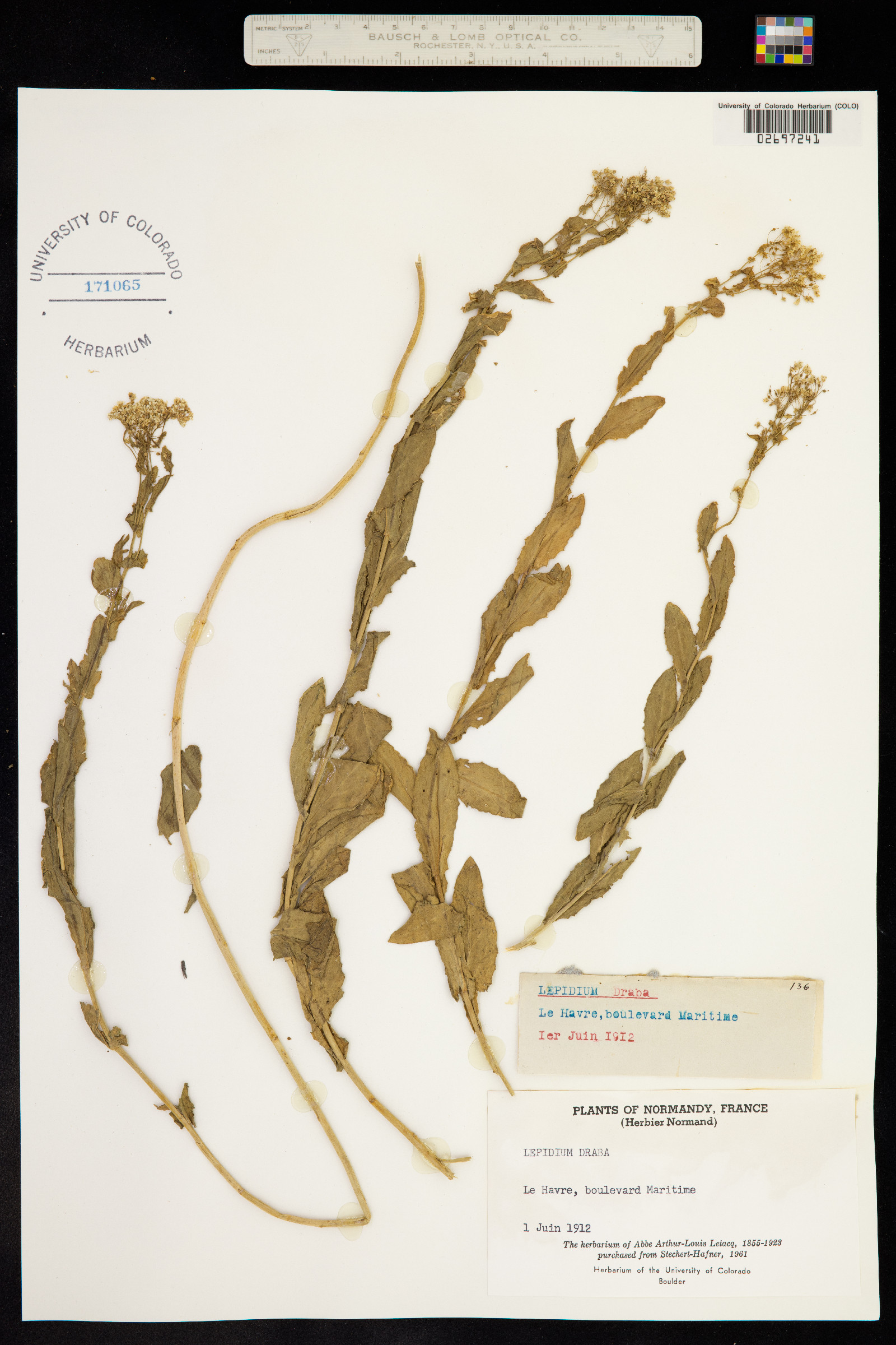 Lepidium draba image