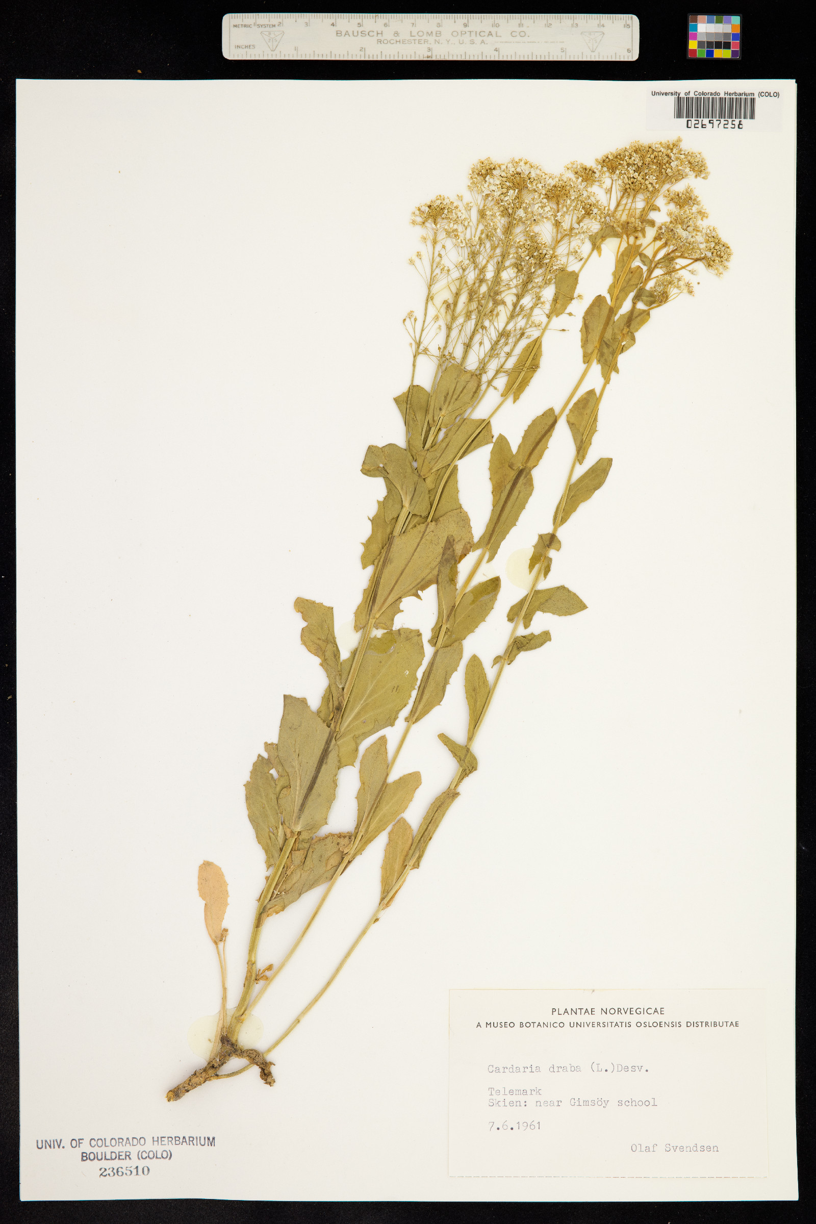 Lepidium draba image