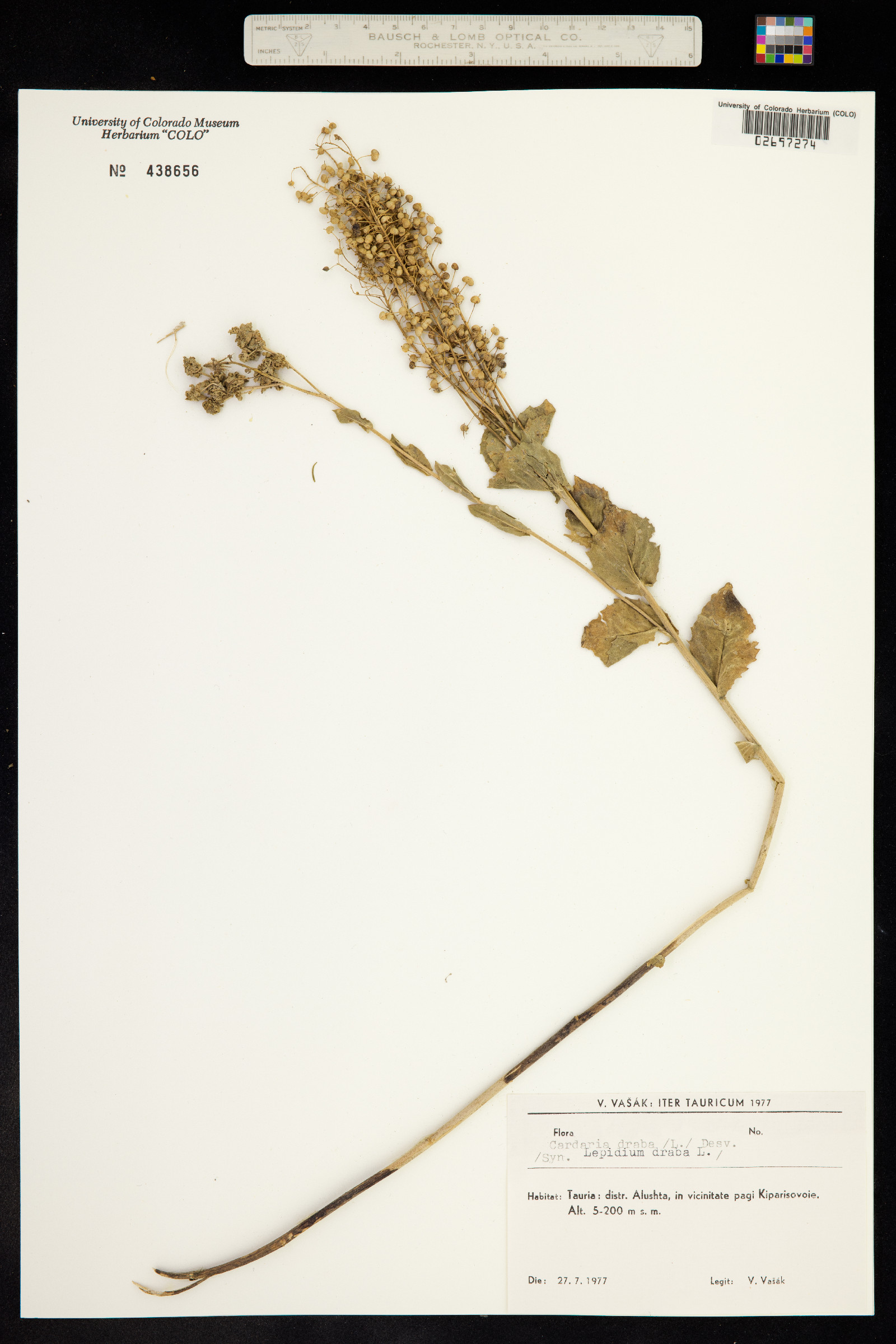 Lepidium draba image