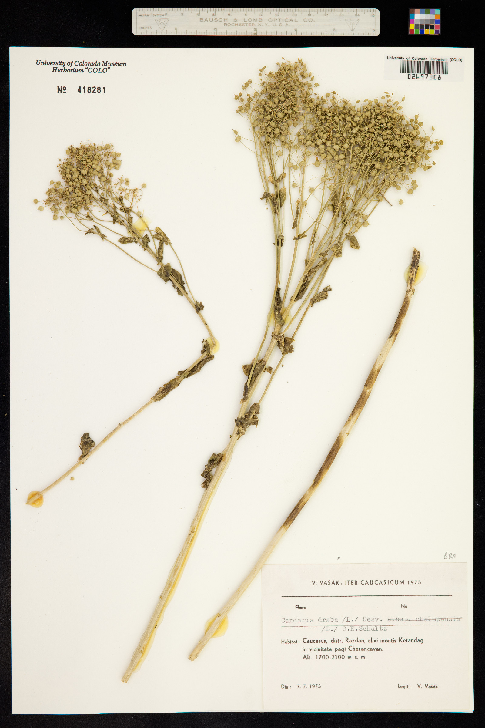 Lepidium draba image