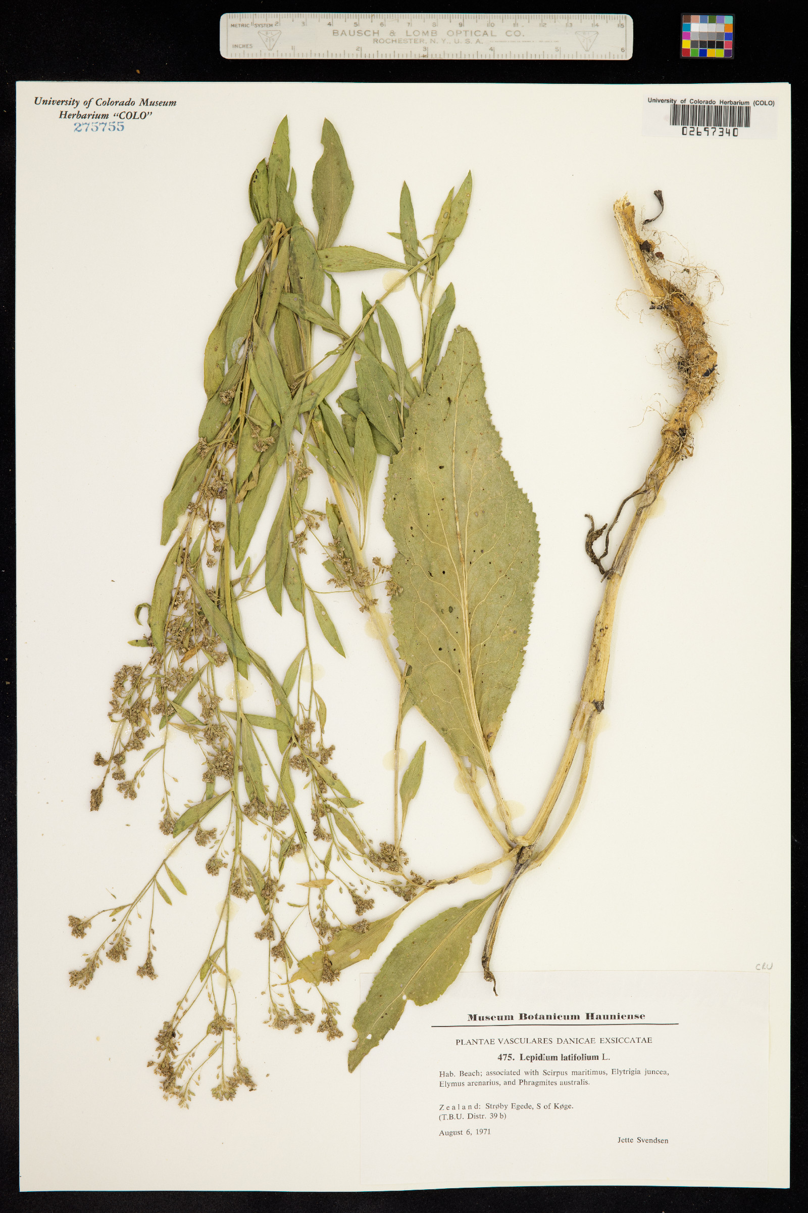 Lepidium latifolium image