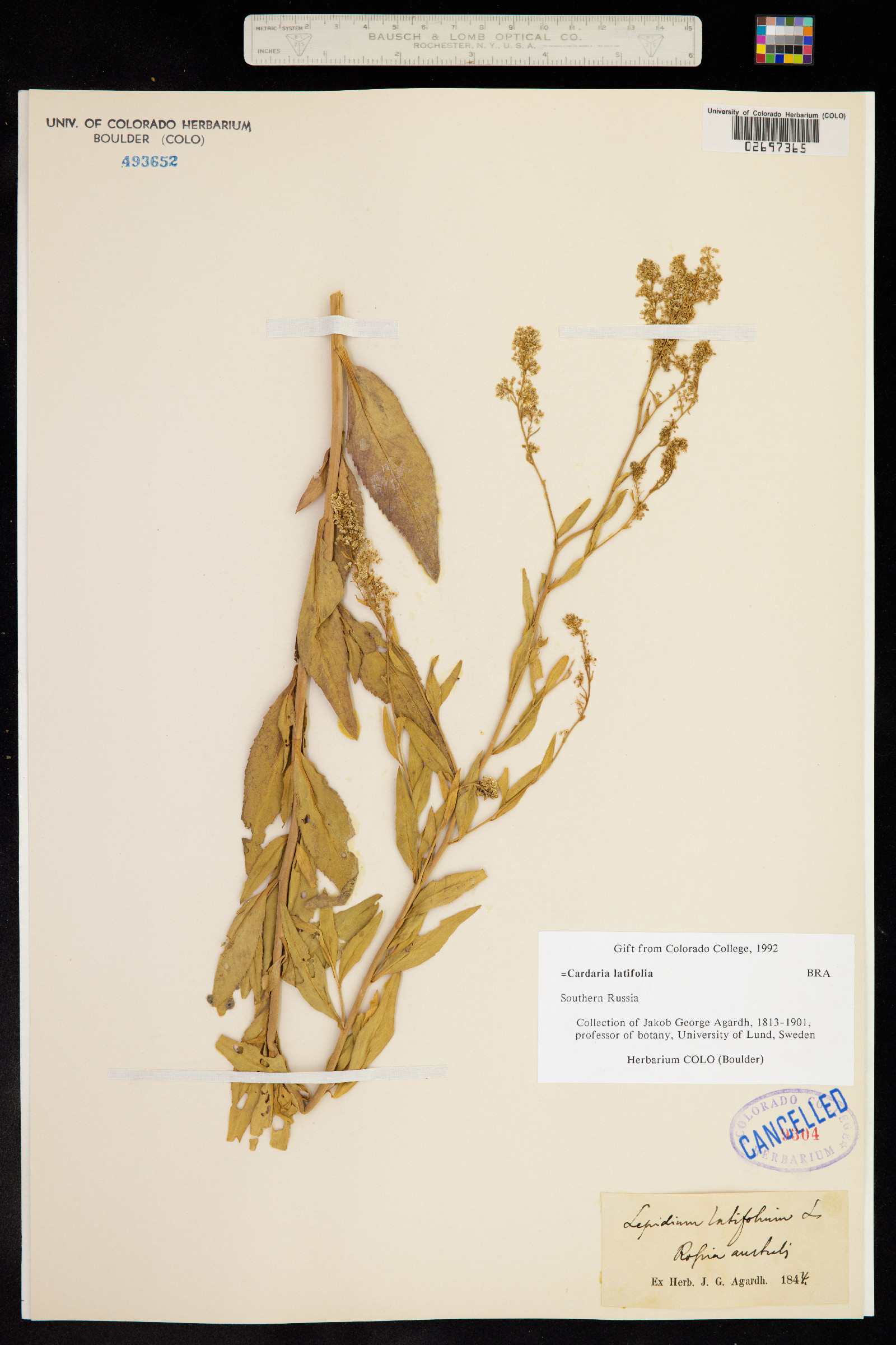 Lepidium latifolium image