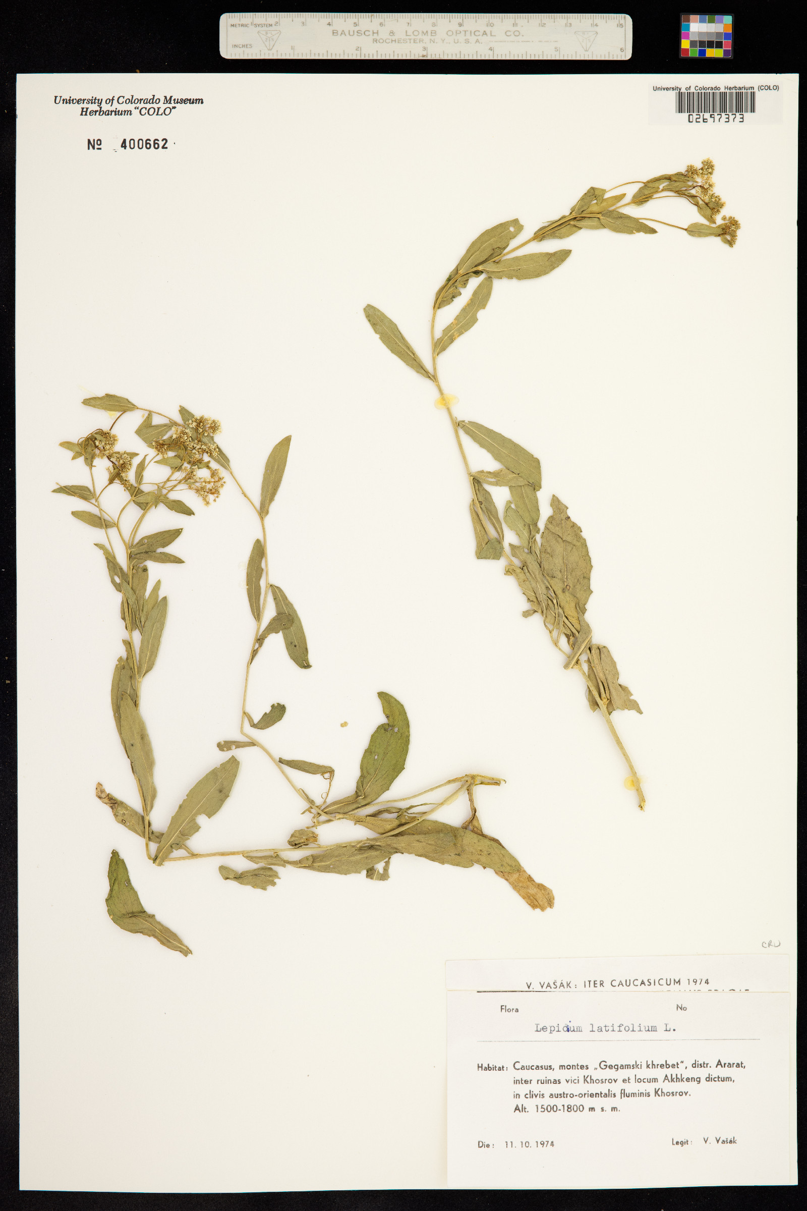 Lepidium latifolium image