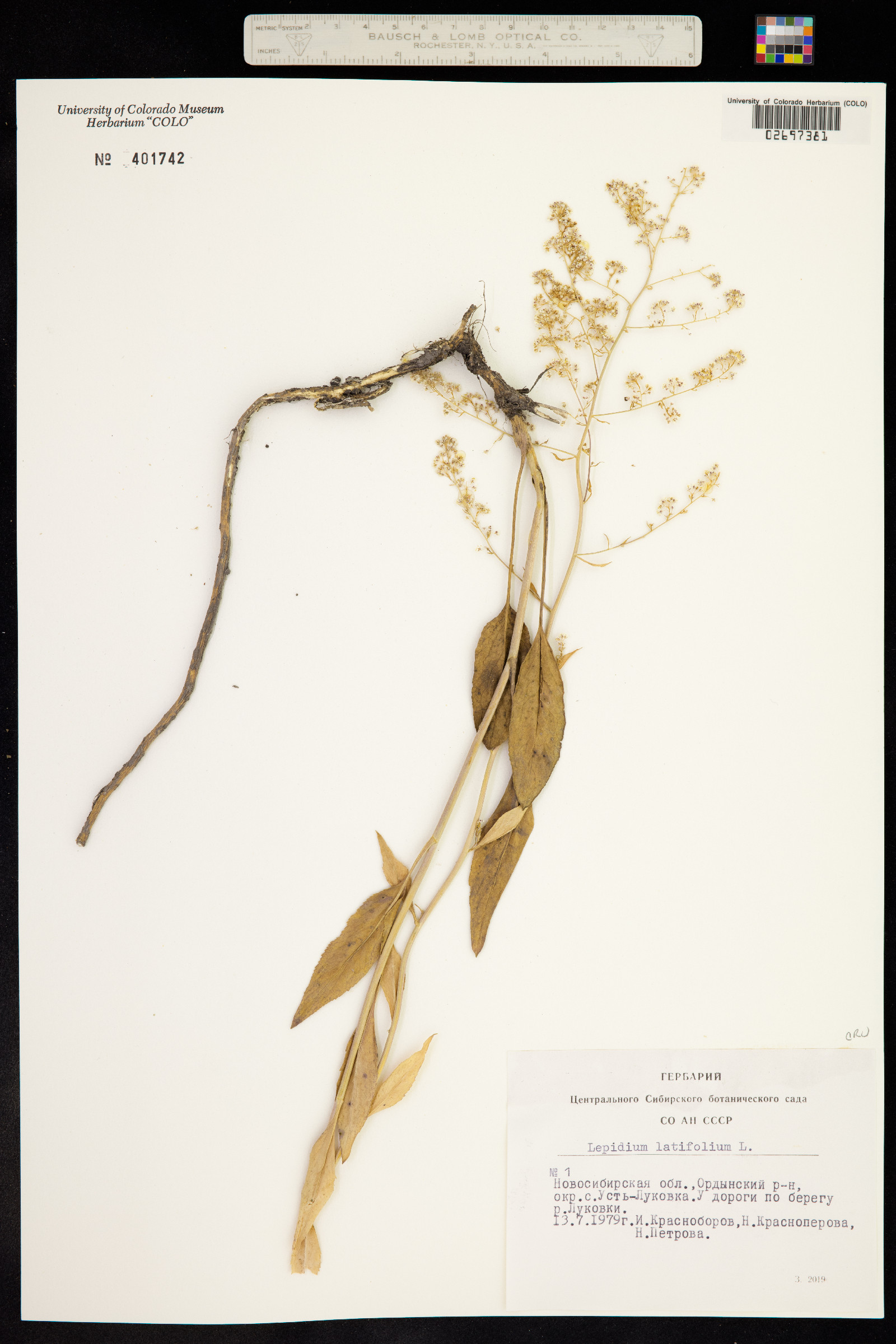 Lepidium latifolium image