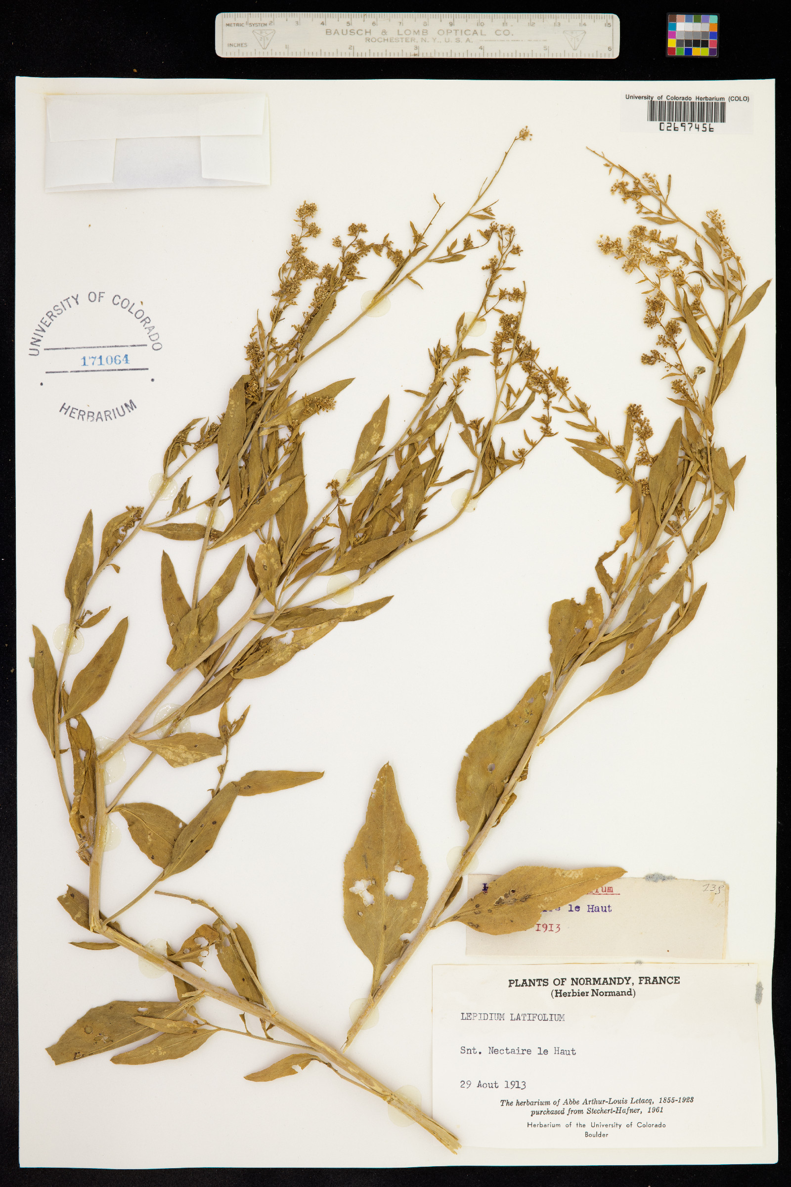 Lepidium latifolium image