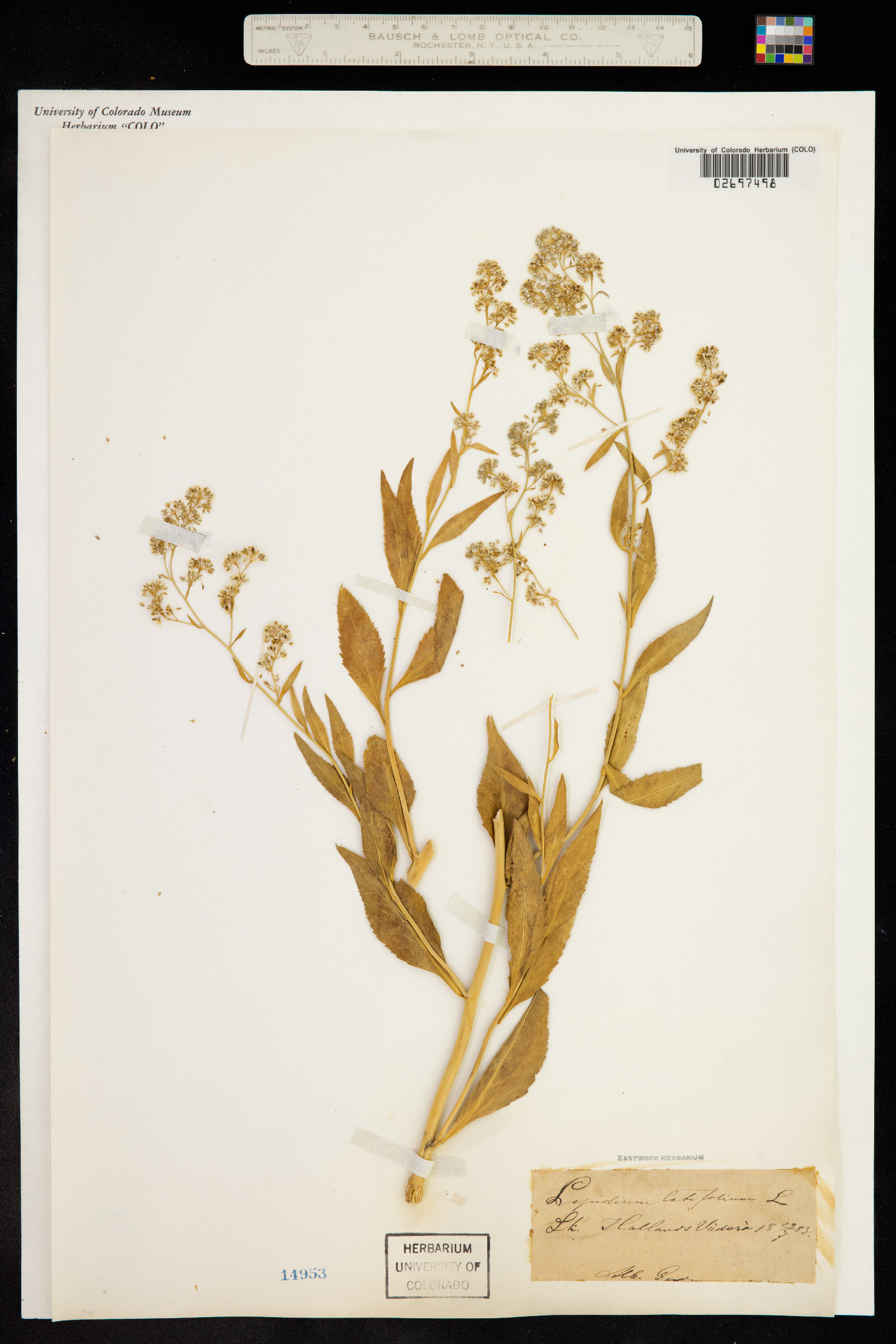 Lepidium latifolium image