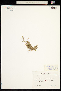 Image of Chorispora sibirica