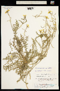 Chorispora sibirica image