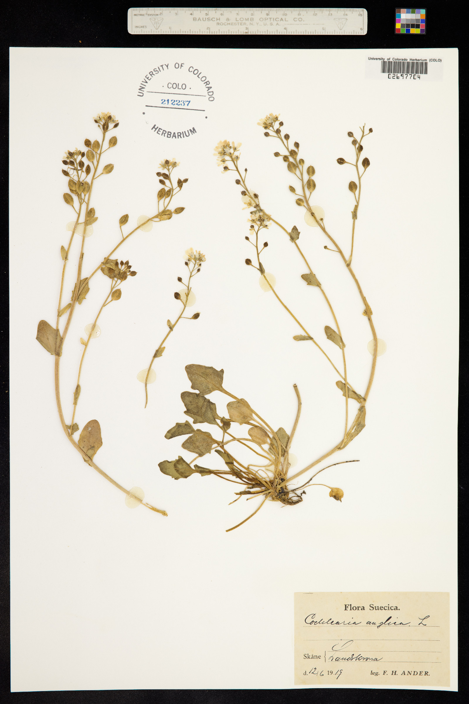 Cochlearia anglica image