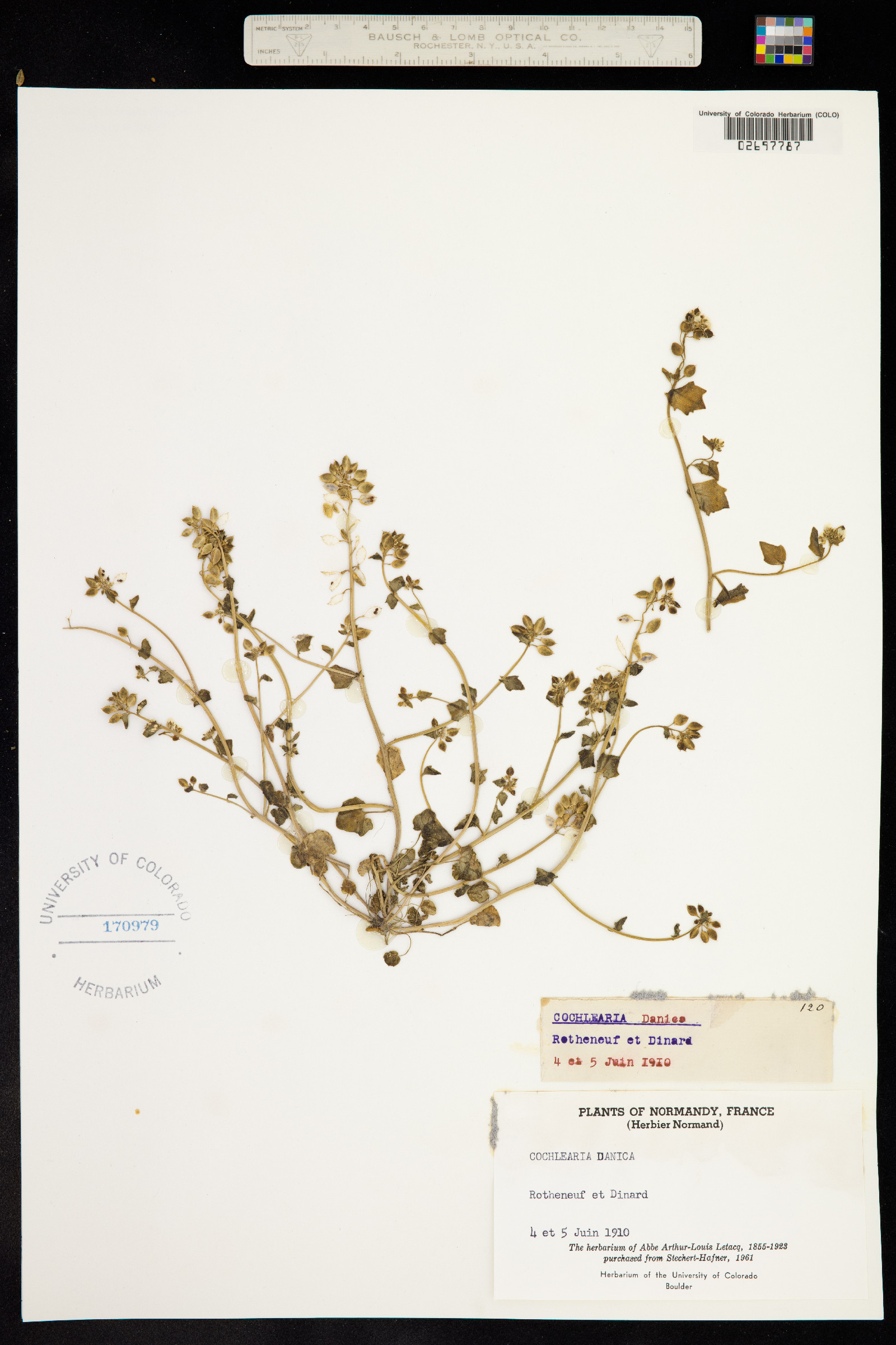 Cochlearia danica image