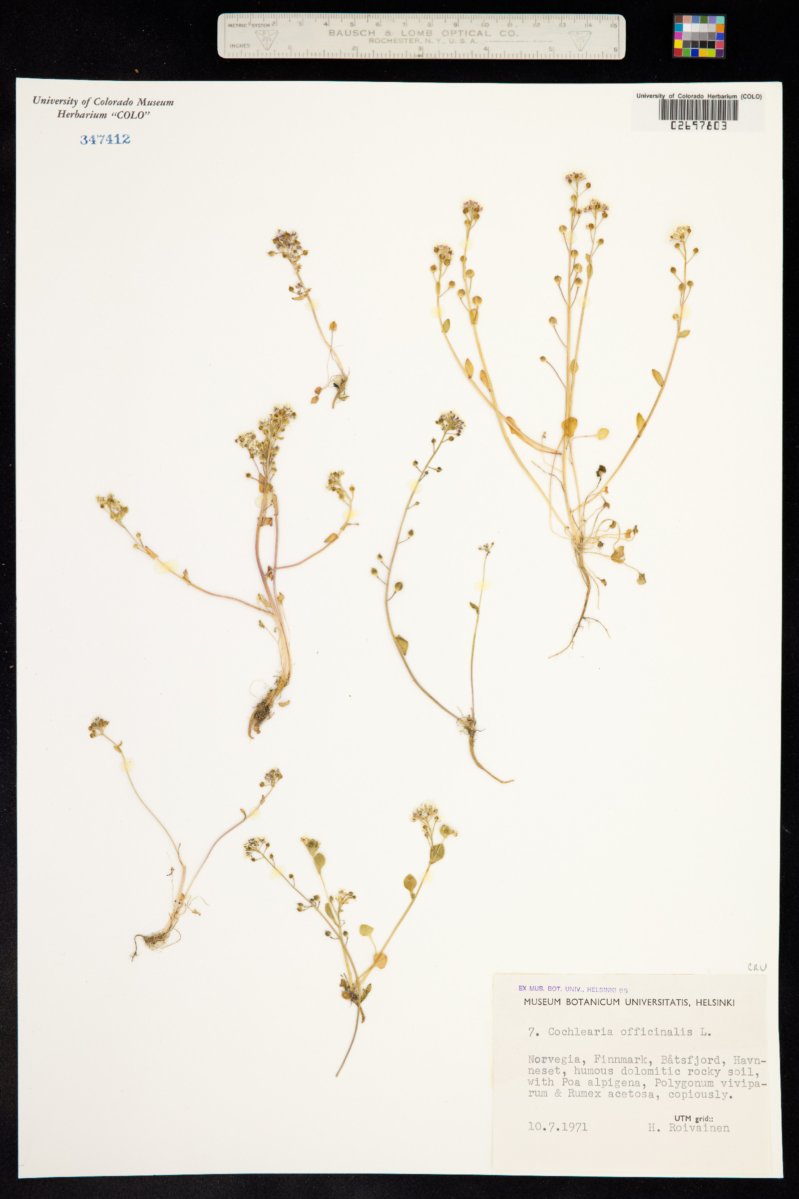 Cochlearia officinalis image