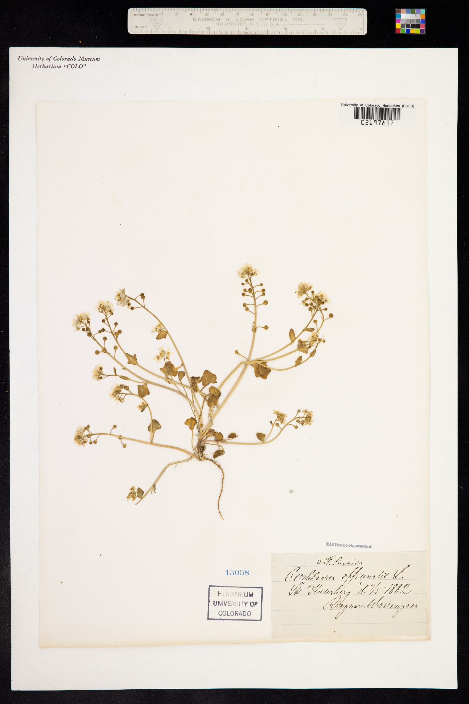 Cochlearia officinalis image