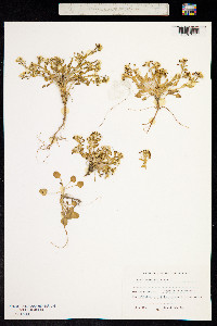 Cochlearia officinalis image